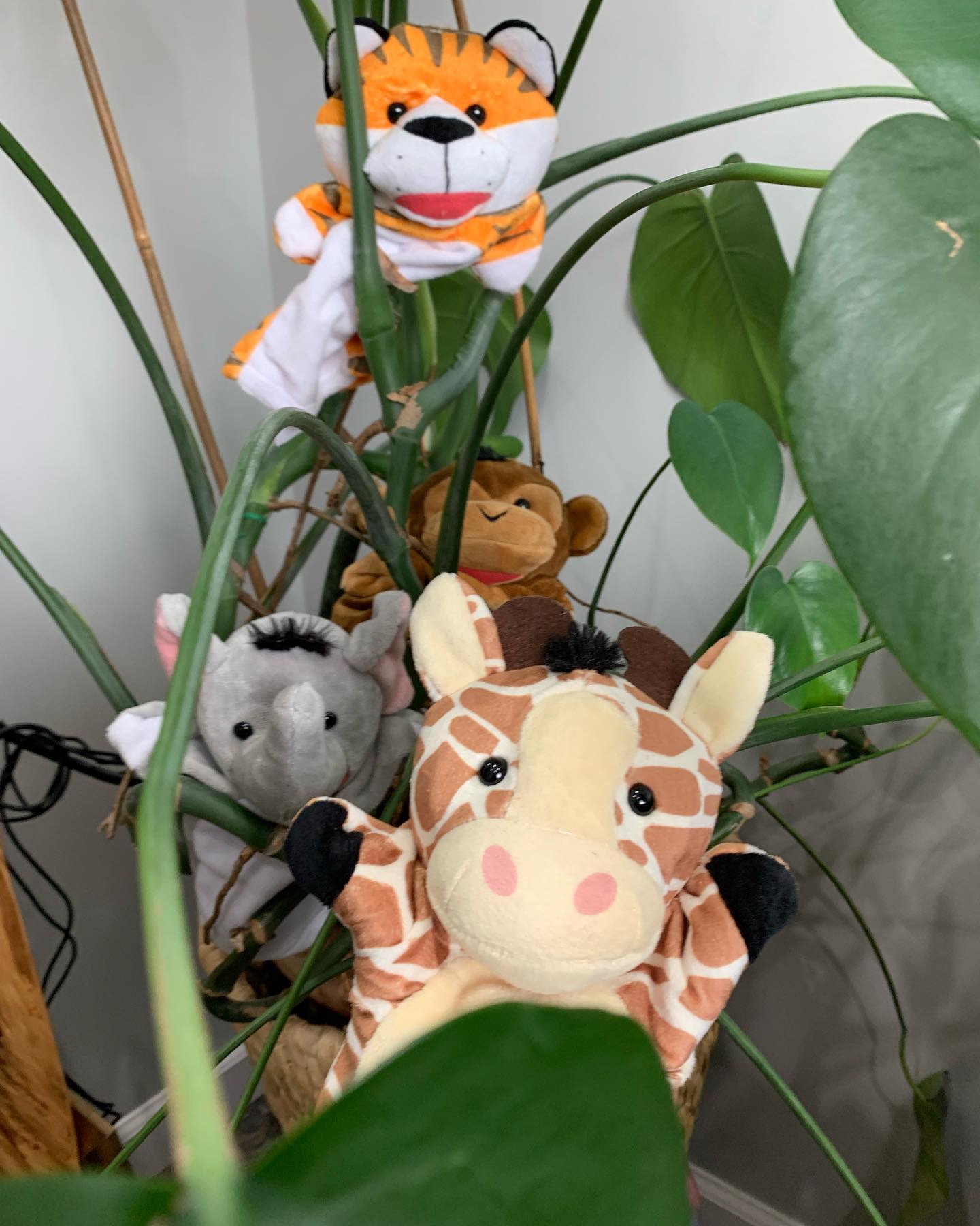 Some new puppet friends have joined the counselling room! 👋 especially with younger kids, puppets can be an engaging way to explore harder topics and learn new skills!
.
.
#counselling #canadiancounsellor #registeredclinicalcounsellor #victoriabc #pnwcounsellor #counsellingpractice #individualcounselling #bcacc #ccpa #RCC #counsellor #colwoodcounsellor #colwood #backtobackchiro #westshorecounsellor #therapist #westshorechamberofcommerce
#puppetsintherapy