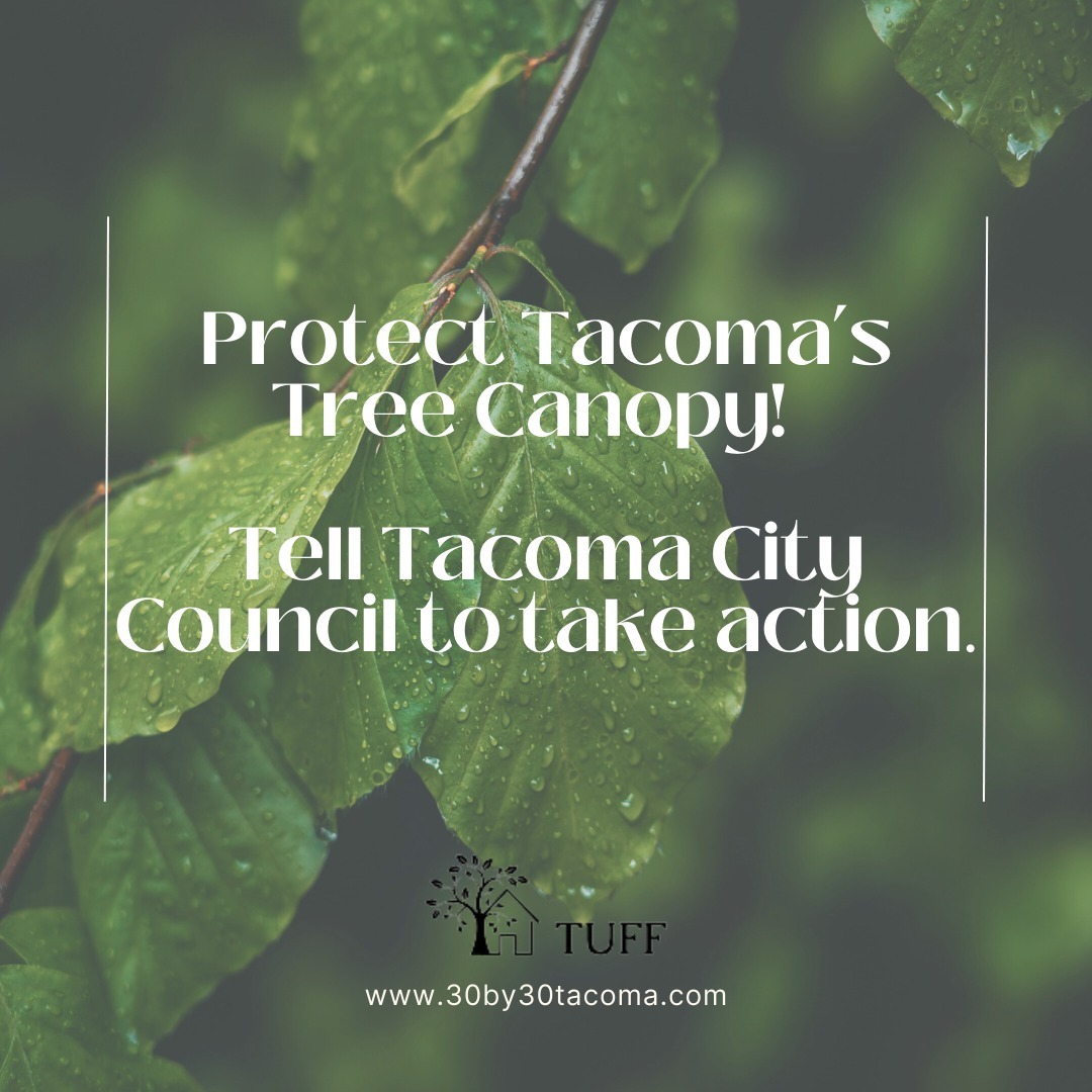 Grow and Defend Our Tacoma Tree Canopy! Link in bio for petition.
At 20%, Tacoma has the smallest tree canopy of any city in the Puget Sound area! The City Council promised us in 2009 and again in 2019 to increase our tree canopy to 30% by 2030. We are not on track and no increase has been achieved. This is now urgent as new development threatens our existing 20% tree canopy. We ask the city to honor its commitment and deliver what was promised!
If you agree, please sign quickly - City Council Dec 5th meeting deciding on first step to update the current 1927 tree ordinance.