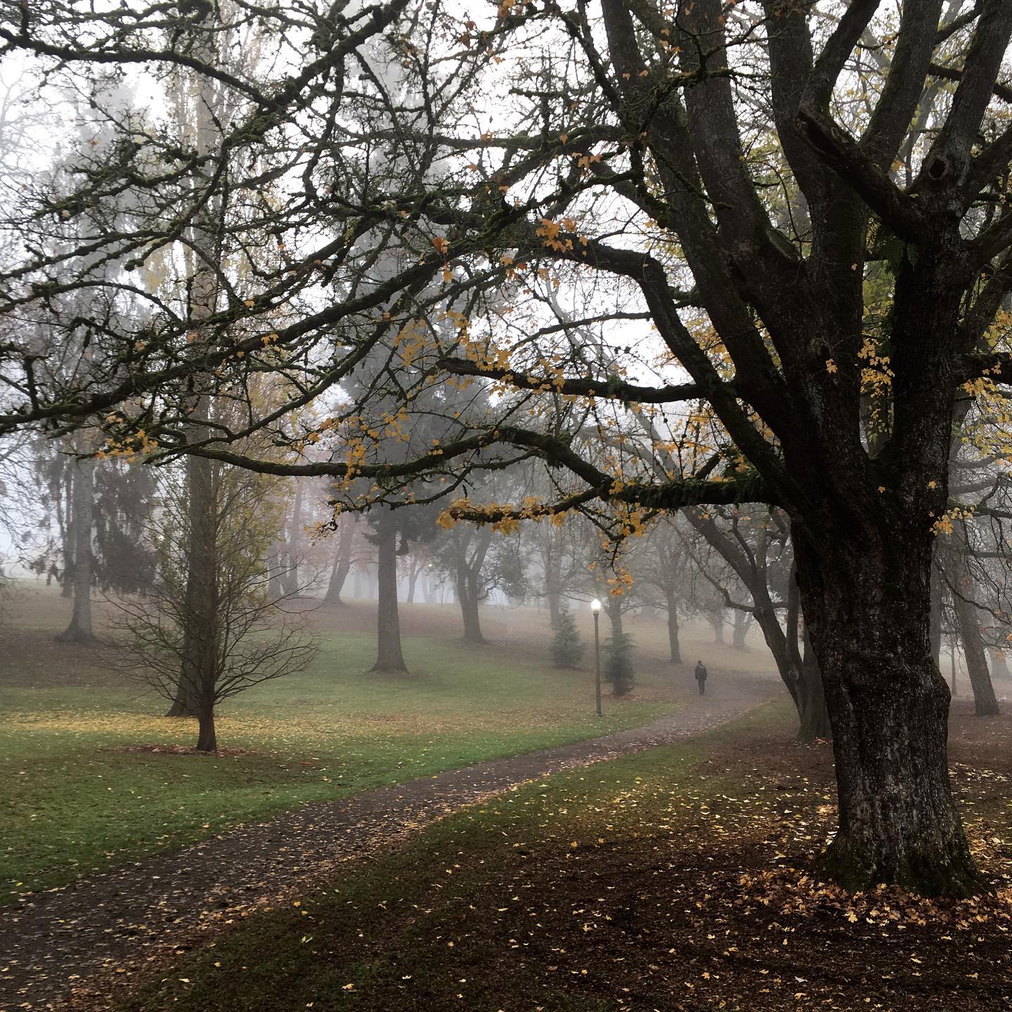 Look at these spooky giants in the morning fog! Thankful for parks like Wright Park, where tree canopy is abundant. Keep spreading the word about the petition! Link in bio and I’ll have an update on numbers later today, hopefully! We are hoping to get 2,000 signatures by the 12/5 Tacoma City Council meeting.