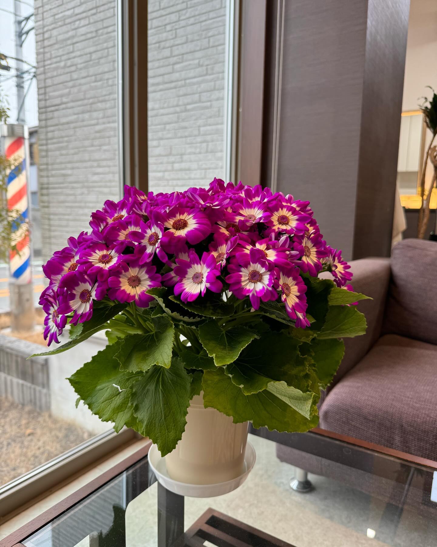 花屋のけんちゃんにきれいなお花いただきました。
ありがとうございます😊
#barber