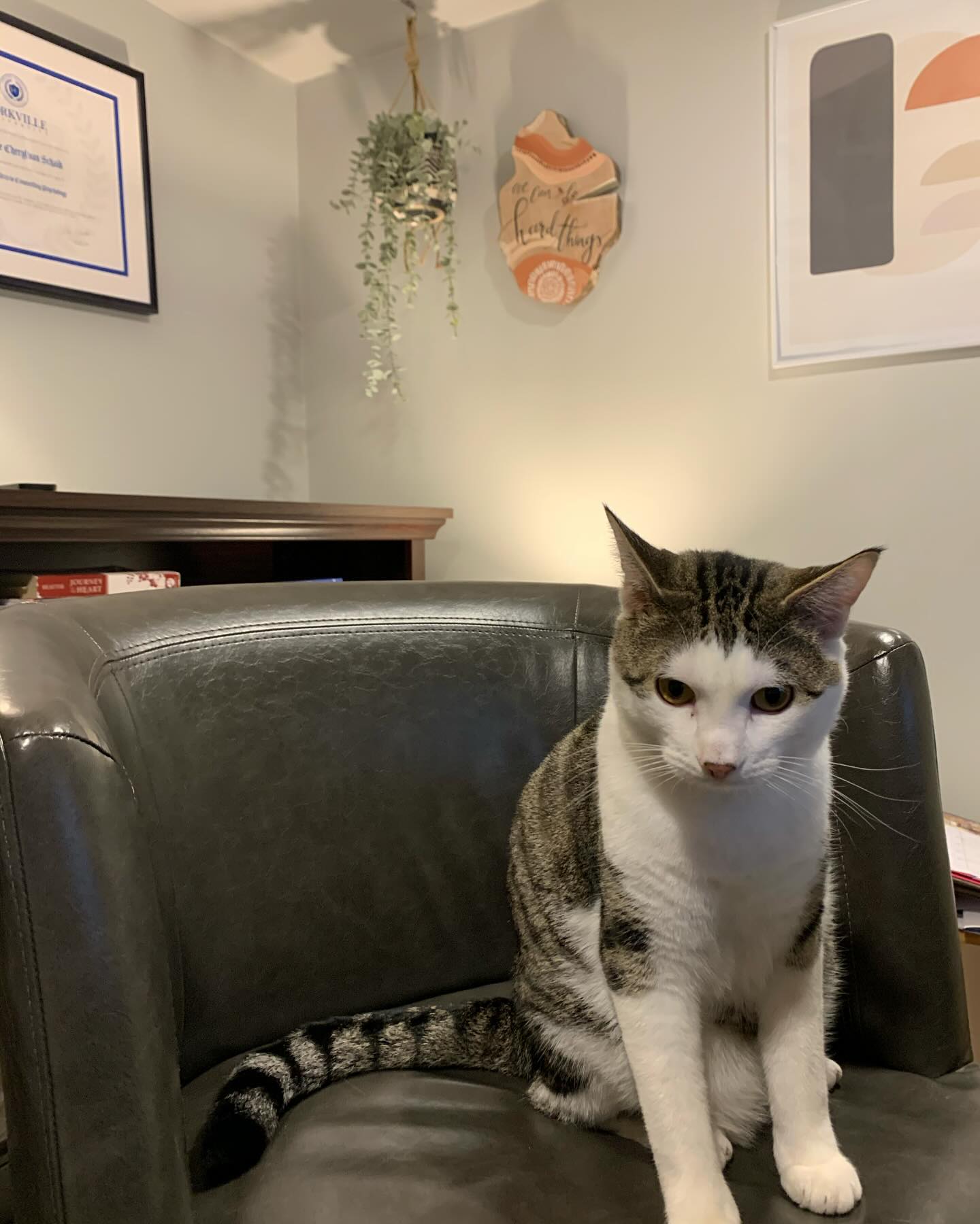 Hi buddy!😻
How are pets a part of your life? After many, many years of not having a cat, we welcomed this little guy in the summer. It's so fun to watch him run and bounce and be a kitten. Friendly little reminders to have fun, and who doesn't need more of that!?
.
.
#counselling #canadiancounsellor #registeredclinicalcounsellor #victoriabc #pnwcounsellor #counsellingpractice #individualcounselling #bcacc #ccpa #RCC #counsellor #colwoodcounsellor #colwood #backtobackchiro #westshorecounsellor #therapist #westshorechamberofcommerce