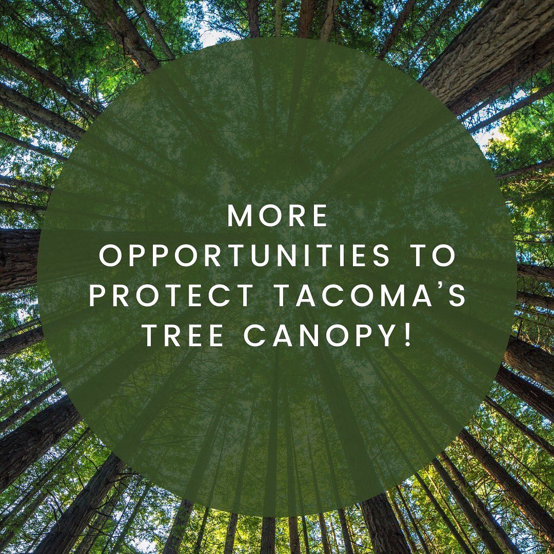 More ways to comment on the importance of trees in Tacoma! The post has lots of words, but one super important point at the end. Stick with it to the end; I believe in you.
#treeequity #tacoma #homeintacoma #trees #treecanopy #30by30