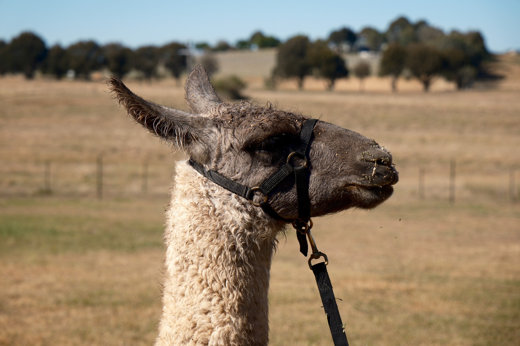 Stormbringer the Llama