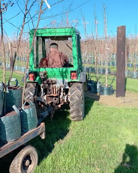 Long awaited glorious weather to get some stock out on the nursery 🚜 🌳 🌲