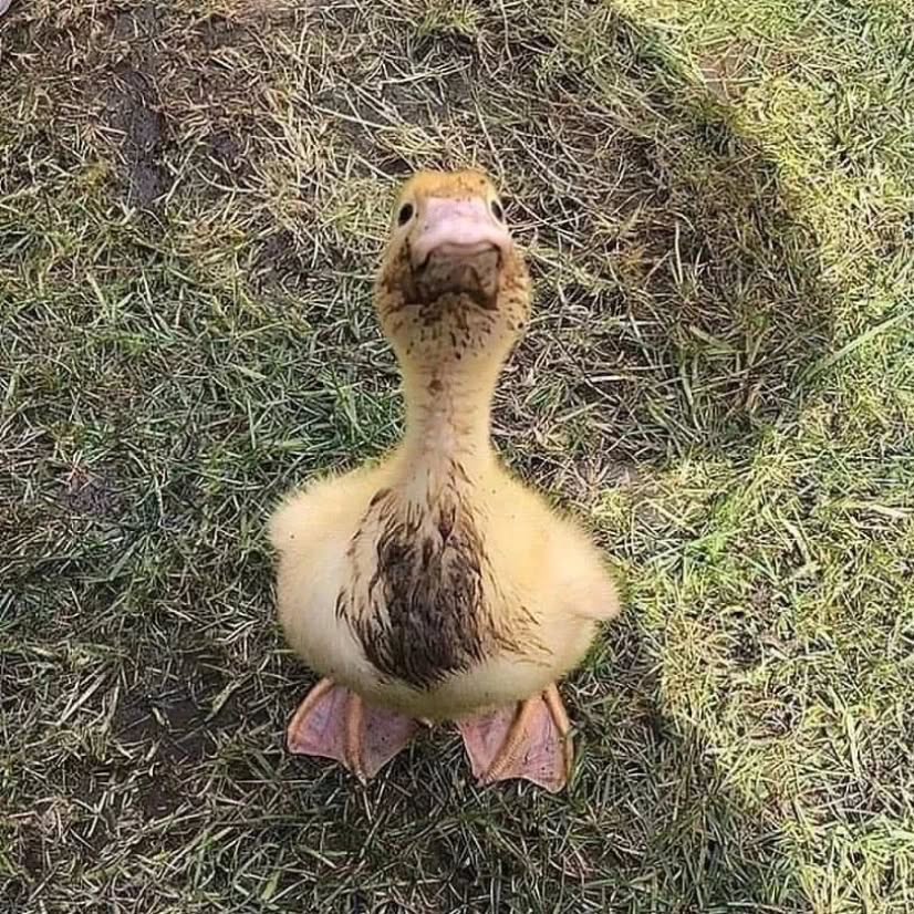 🐥