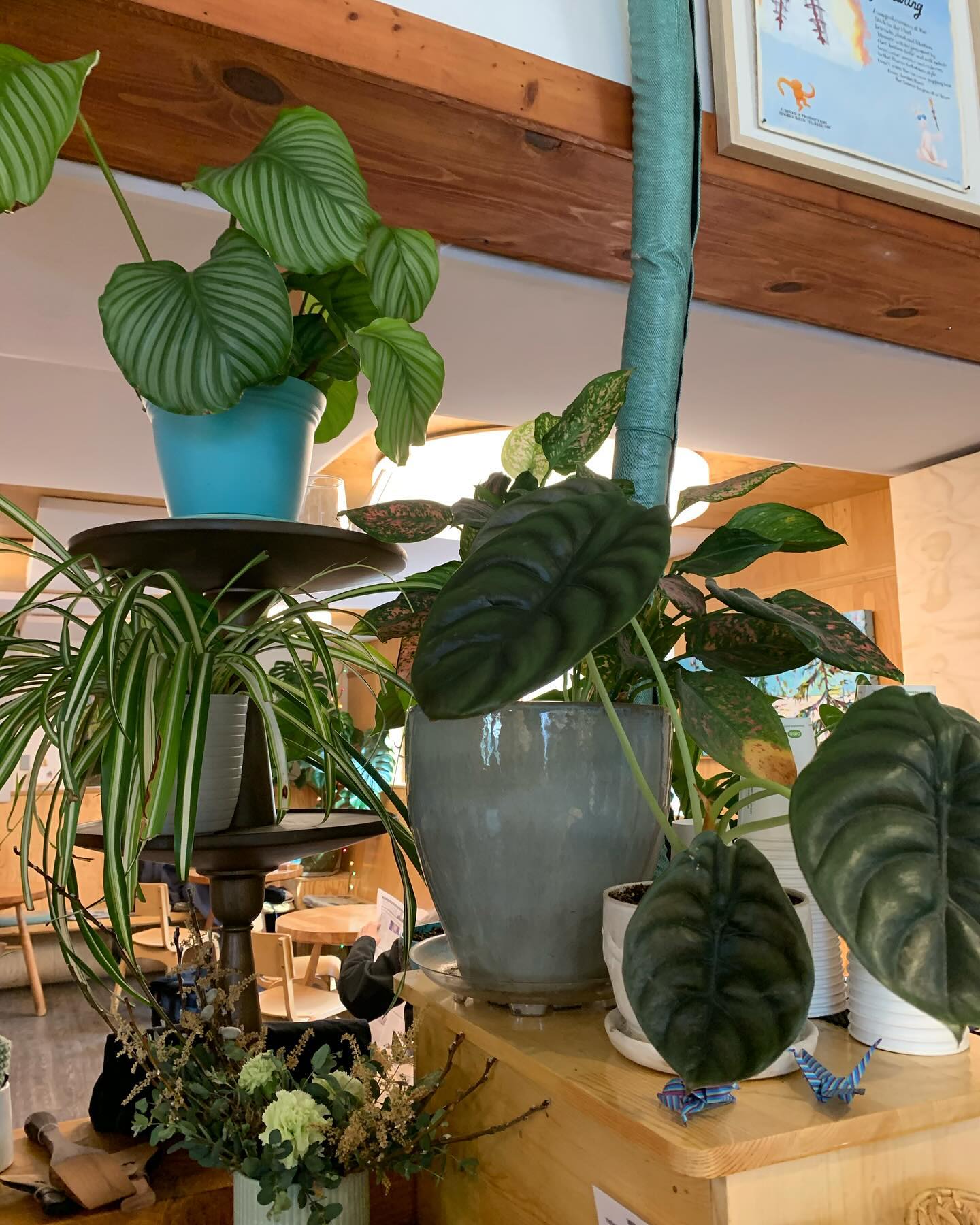 Loving the plant vibes at @cafevosino!
.
.
#counselling #canadiancounsellor #registeredclinicalcounsellor #victoriabc #pnwcounsellor #counsellingpractice #individualcounselling #bcacc #ccpa #RCC #counsellor #colwoodcounsellor #colwood #backtobackchiro #westshorecounsellor #therapist #westshorechamberofcommerce