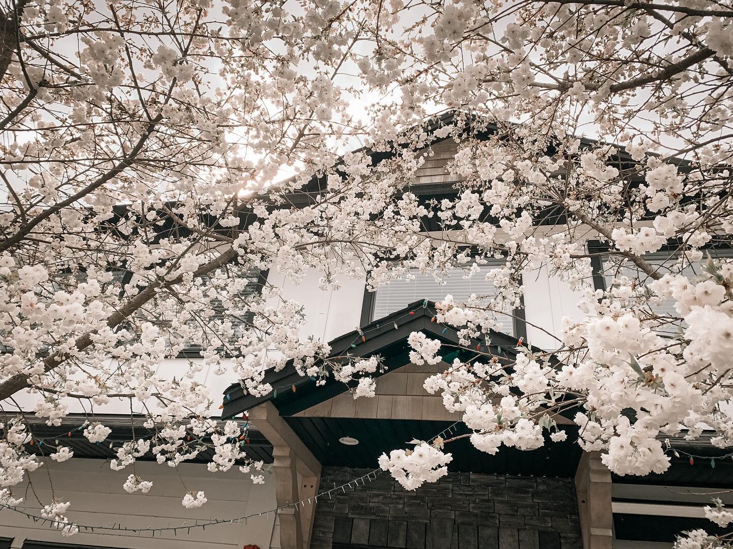 •d r e a m y•
@back2backchiro is looking gorgeous with these beautiful blossoms out front!!🌸🌸🌸
.
.
#counselling #canadiancounsellor #registeredclinicalcounsellor #victoriabc #pnwcounsellor #counsellingpractice #individualcounselling #bcacc #ccpa #RCC #counsellor #colwoodcounsellor #colwood #backtobackchiro #westshorecounsellor #therapist #westshorechamberofcommerce