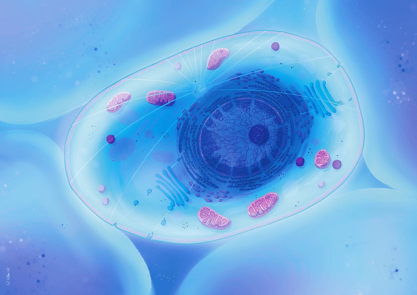 Scientific illustration of a cell (eukaryote) for @univ_reunion ´s Department of Sciences and Technology.
This illustration has been printed to become a board game for biology students and help them working on their cellular biology courses🔬
I absolutely loved this work, this was my very first illustration for a scientific audience without any popularisation, and I was extremely lucky to work on this with my former professor M.Grassi, thank you so much 😊
Swipe to see the process and first sketches ✏️
Ps: I took a while to post this one because when I shared it in story I was asked to explain the role of all of these little elements. I really wanted to, and I can since I also have a biology degree, but the truth is, the first months I didn’t have any time for this, and the more I waited, the less I was in the mood…
I decided to post the illustration anyway because I still want to share it with you guys and I hope you will like it despite the fact I don’t give any scientific explanation 💙💙
________________________________
Made with @procreate
________________________________
#sciart #scienceart #scienceartist #scientificillustration #scientificart #medicalart #medicalillustration #vulgarisationscientifique #scienceillustration #microorganisms #microbiology #conceptartist #conceptartwork #visualdevelopment #illustagram #instaillustration #illustrators #procreateartwork #procreateillustration #cell #cellularbiology #cellbiology #biocell #sciencepopularization #illustratrice #illustratricefrancaise