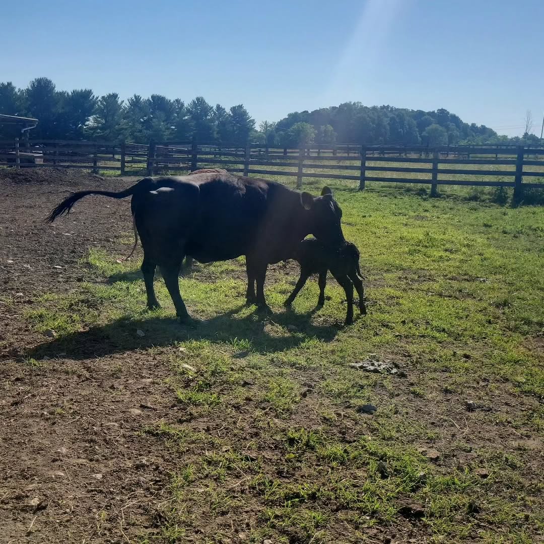 We've had so many sweet celebrations these last several weeks that we can hardly keep up! Looking forward to sharing more from those special days soon 🤍
This morning we had our very first calf of the season born & we captured her first steps in our stories 🤍
Spring/ summer on the farm always bring forth so much new life and it's really beautiful to witness & appreciate. We are all over the moon for this new little one!
@rootedonwhiteoakfarm