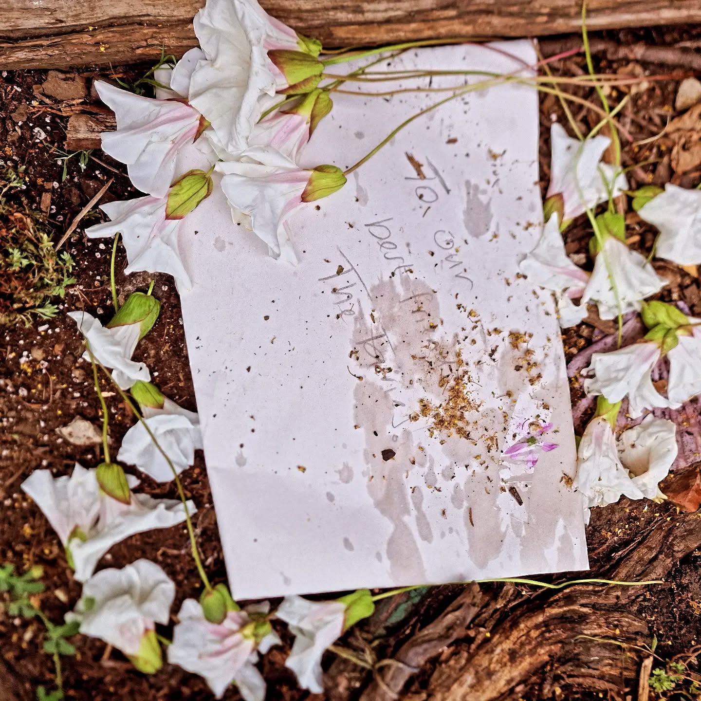 'Fairy post' We made a large envelope for all the maps to be posted to the fairies. The children decided to make a 'fairy ring' with the white flowers from the bindweed plant. "They are fairy dresses 👗" one of the girls said.
That sparked another idea - saved for next time ✨️🌿💚
