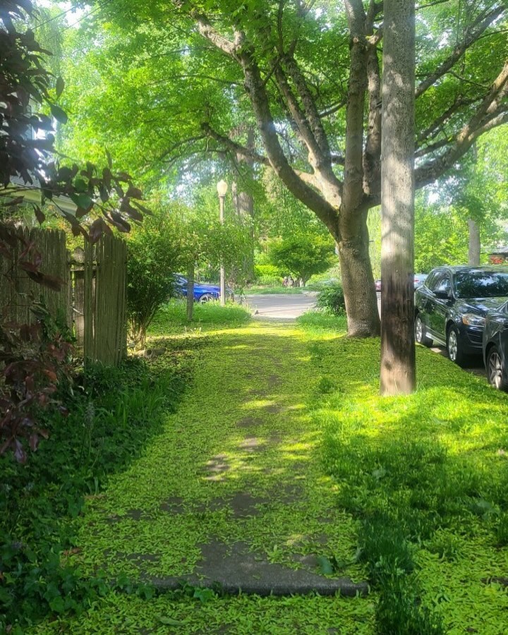 ARBOR WAY OR RIGHT OF WAY
Norway Maples, Acer platanoides, line many of Tacoma’s neighborhood streets. In late May skillions of the “samara” or V shape fruits helicopter down, covering the Right of Way. Studies consistently show that exposure to Tree filled landscapes and green spaces improves mental health and reduces stress. Do you live on a Right of Way or an Arbor Way? Do you want to see more of Tacoma’s streets lined with mature trees?
Tacoma needs to plant A LOT of trees every year to increase the tree canopy to 30%. Let City Council know you support a fully funded Urban Forestry Dept and implementation of increasing the tree canopy. Sign the petition linked in our profile!
