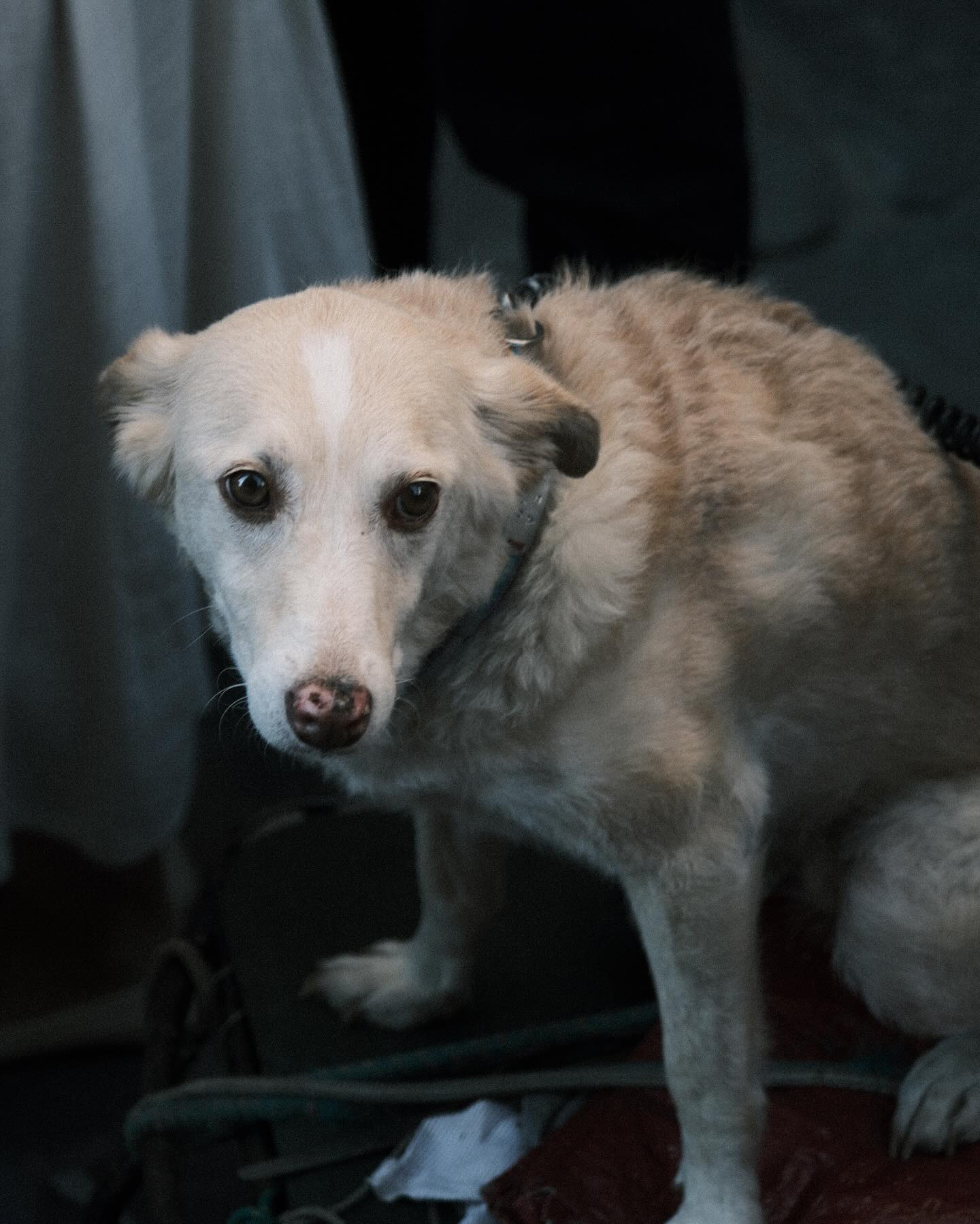 Dog A or dog B, who is the goodest boy?