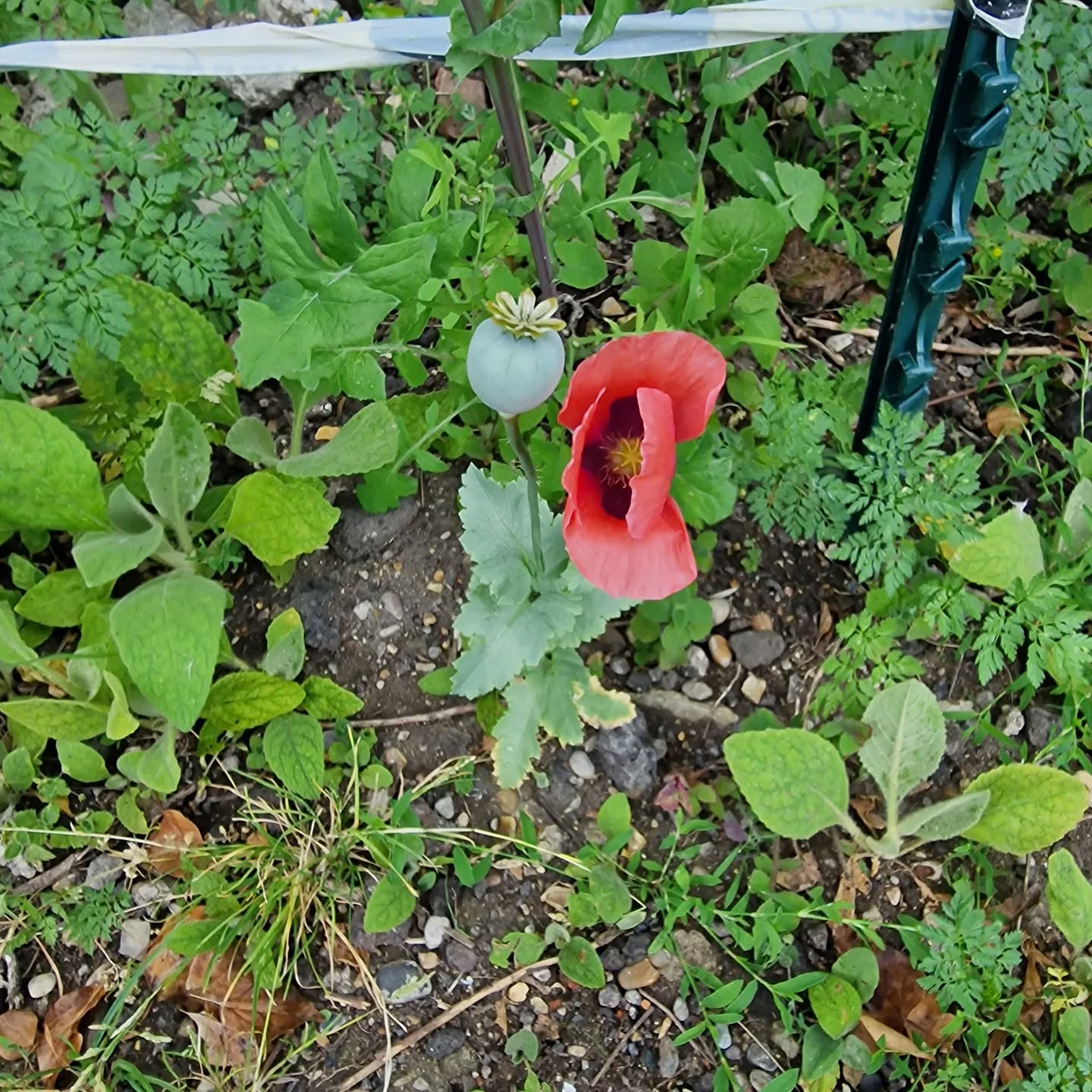 Nature can push its way through even the toughest surface and is determined to keep growing. This beautiful poppy is a shining example of this. Nature has a way of showing us the skills we need in life if we look close enough. 🌿✨️🙏