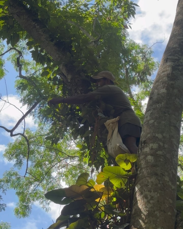 PEPPER PEPPER PEPPER!! A slightly delayed season but it's in full swing! Our pepper season is usually in Feb-March but most of our farmers have been harvesting during June-July. Yes, this is mainly due to climate change! After a very poor harvest last year, we have seen a much better crop this time around but the inconsistency is discouraging many farmers.
Here Tharanga can be seen harvesting pepper in our very own Kandyan Forest Garden which occasionally requires some climbing. It is rare but it is part of living in harmony with nature:) 💚🌳👩🌾
#sustainableagriculture #agroforestry #kandyanforestgarden #nature #regenerativeagriculture #regenerativefarm #regenerativefarming #farmerslife #blackpepper #spicesandherbs #organicspices #climatechange #foodcrisis #workwithnature #naturefirst #naturelover #biodiversityconservation #biodiversity #srilanka🇱🇰