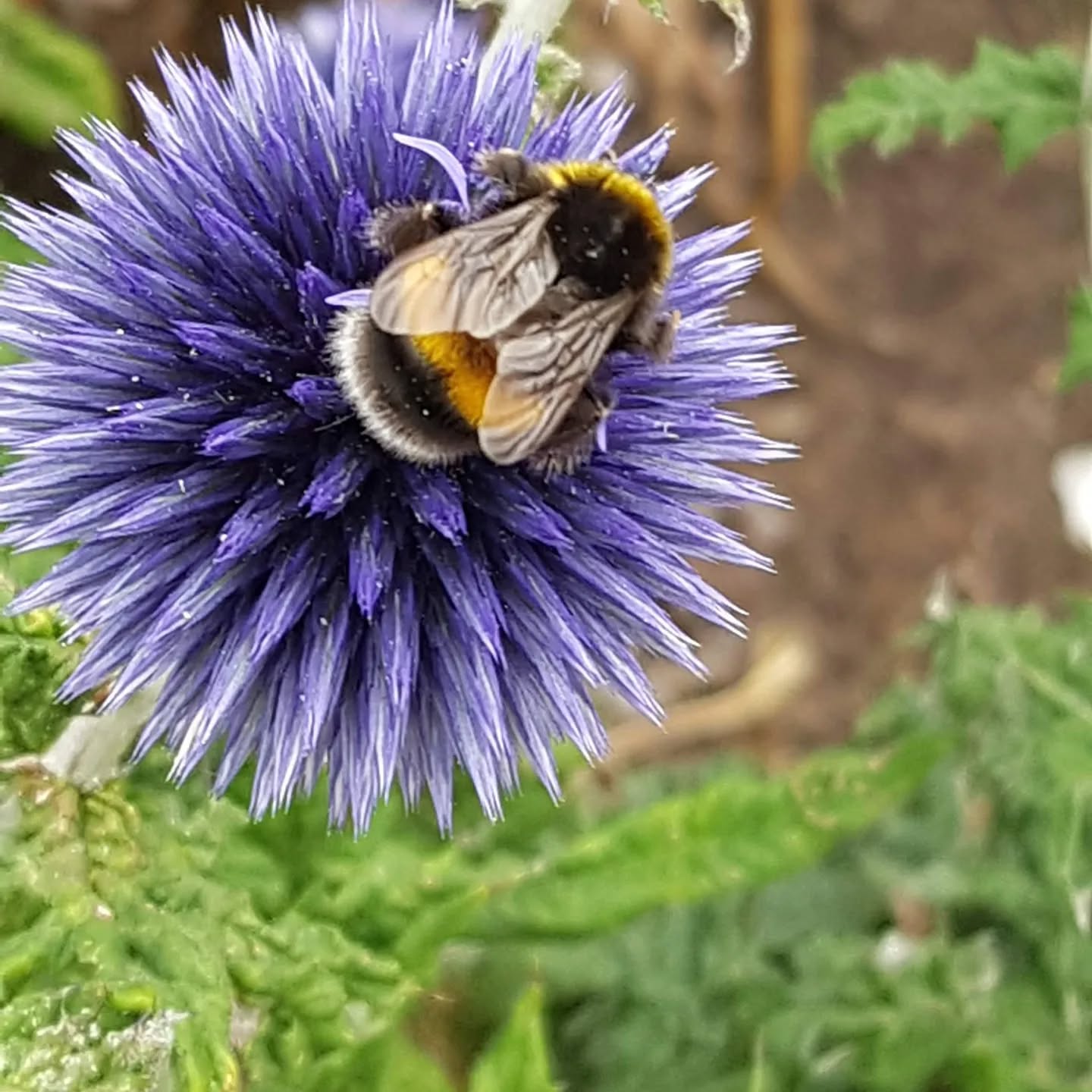 Nature is amazing. I love to see the vibrant flowers with their frequent visitors. Remember to bee 🐝 kind.