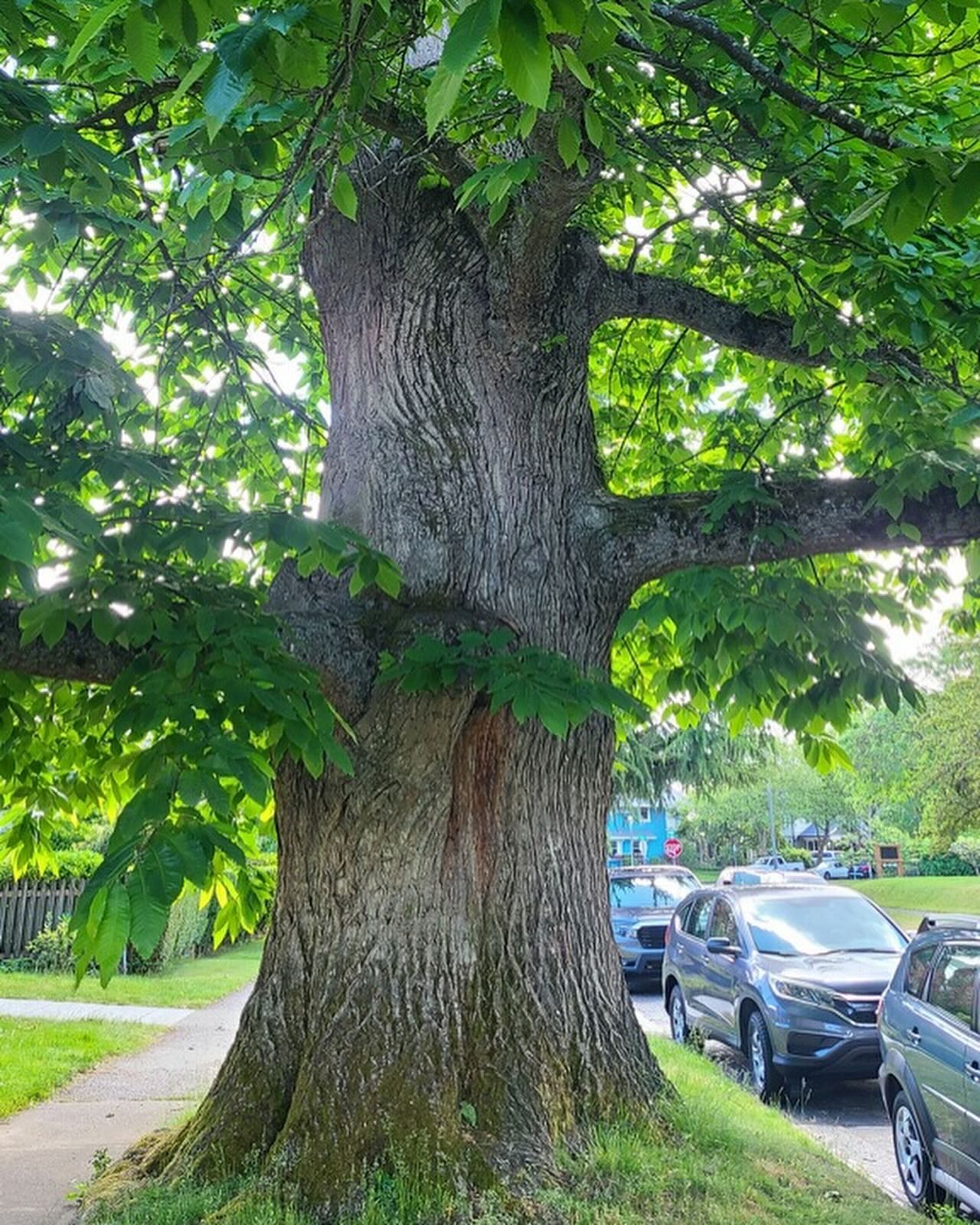 This sweet chestnut tree, genus castanea,is one of Tacoma’s largest trees and worthy of a Heritage Tree designation. Tacoma is implementing a Heritage Tree program. See more about the nomination process and nominate your exemplary tree at the link in our bio.