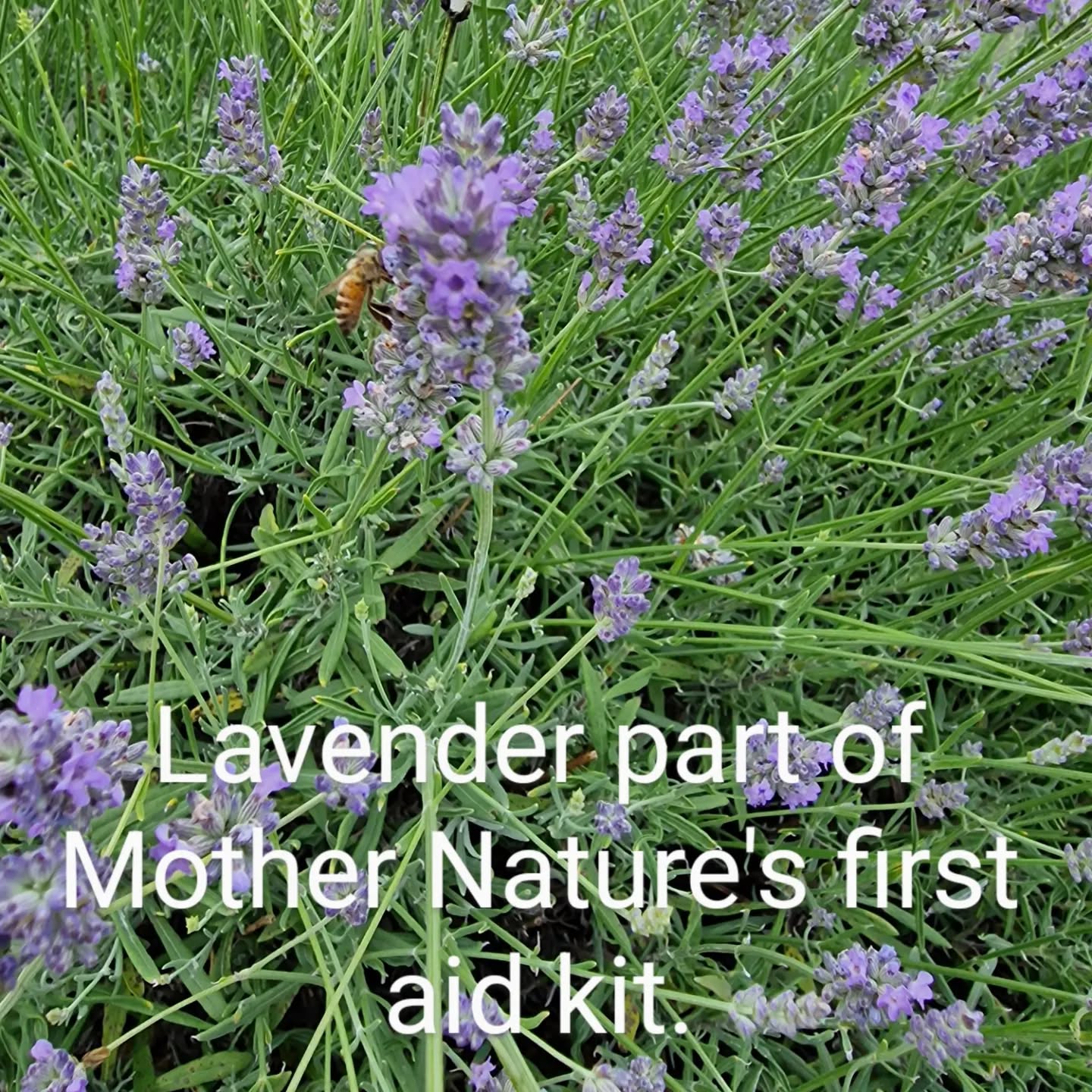 Lavender is one of my top ten oils that I use on a regular basis. My trusted source of oils is Doterra as i know they have been through rigourous checks to authenticate their purity. If you want to know the rest of my top ten oils and how to get them for yourself, comment below for more information.
