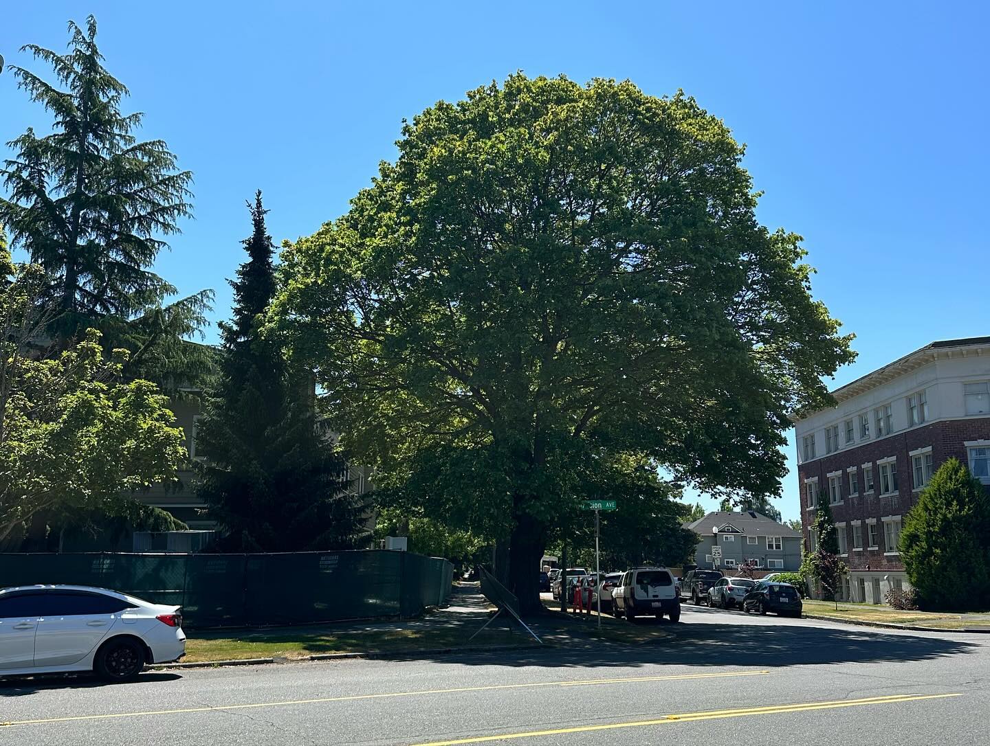 Update: the Maple in this photo has been cut down to make room for a driveway for @multicarehealth
Action Alert! We believe these two beautiful trees on Division and M are in danger of being cut down by @multicarehealth this week to make room for a parking garage. We need your help to get the word out and to contact David Stokes (David.stokes@cbre.com or 804-245-4547) and tell him how important these trees are to our community. These two trees are healthy and so important to our overall tree canopy in Tacoma! 6 mature trees were cut down two weeks ago right around the corner.