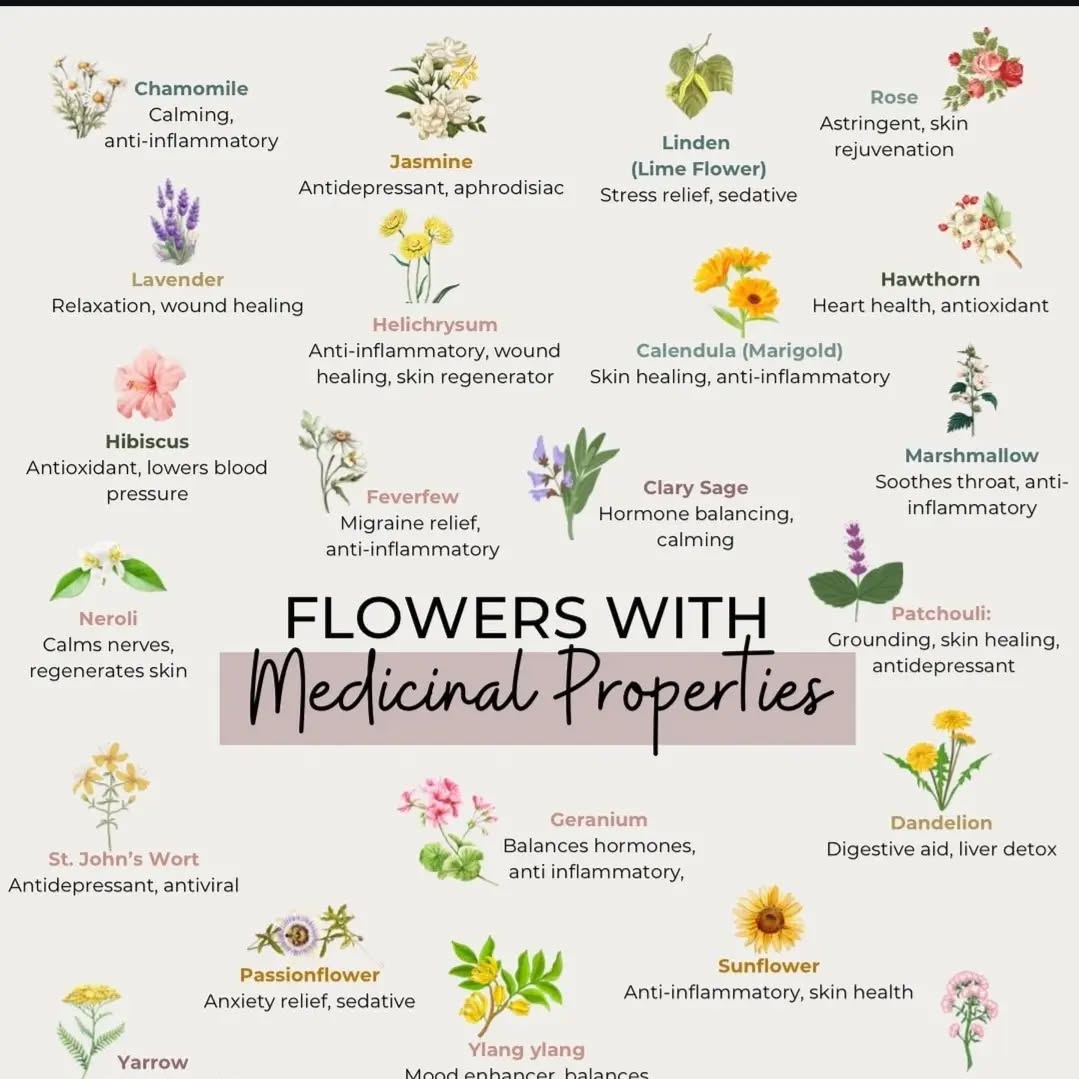 With thanks to flowerofessentials to the first two slides. Plants and flowers are power things. Even plants that we in general think of weeds. It's great to learn about the different properties of plants. I love to learn about the different healing properties of plants and how they might help me on my well-being journey. I also check out how essential oils correspond and what blends I can make to boost my feeling of well-being. Did you know plant cells are the most similar to our cells, and that is why we feel a sense of well-being when we use essential oils topically and they are absorbed through our skin. If you would like to learn more about essential oils, please DM me and I can give you some more information.