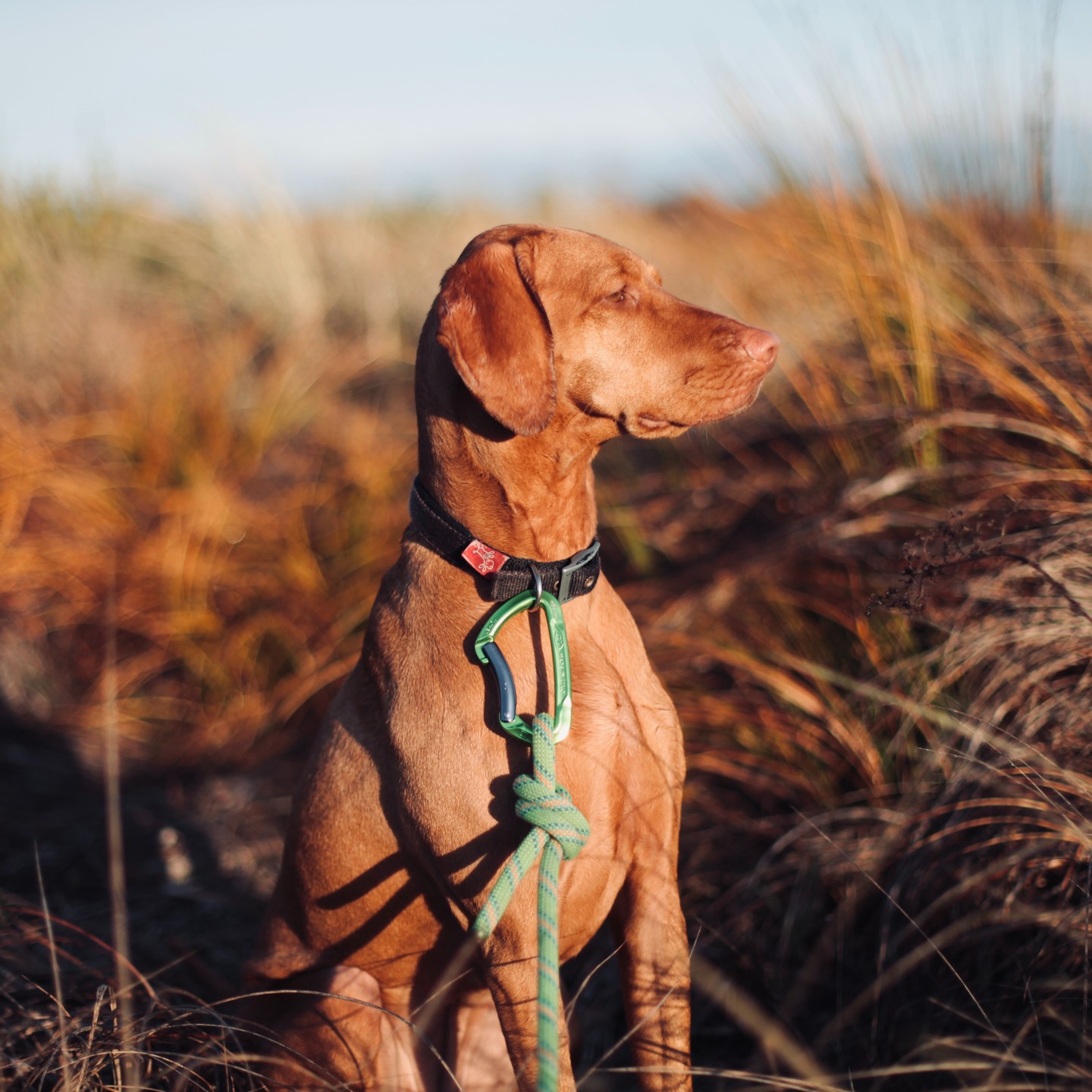 We are Ratuski
A new small business located in Nelson New Zealand, we make dog leads from retired climbing ropes ! proceeds from our sales go towards local projects and charities. Visit our website and see what we are all about !