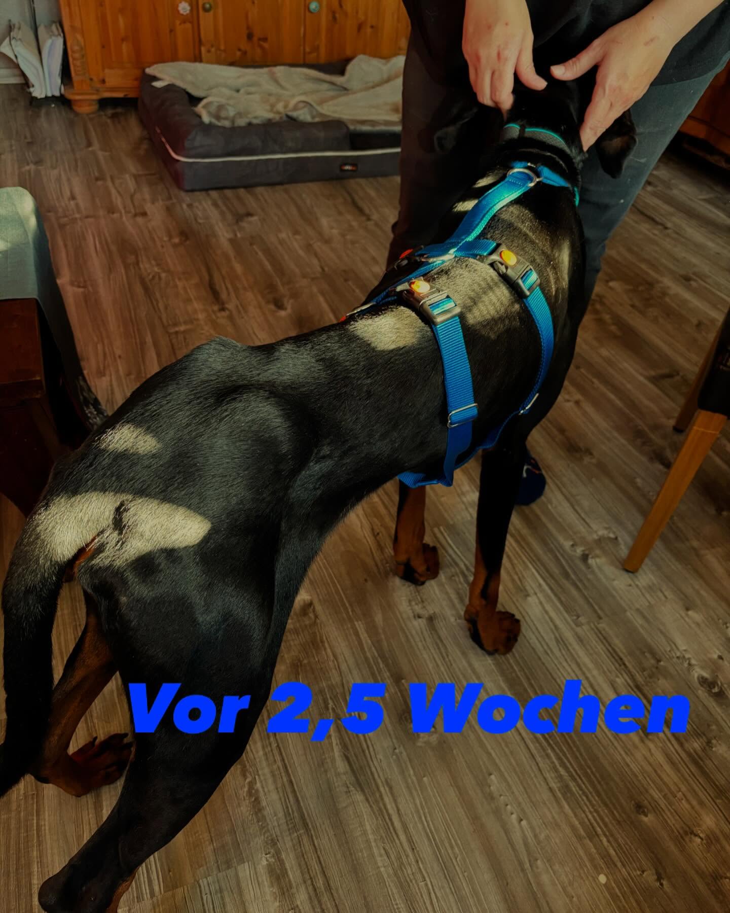 Das war nicht der Plan kleiner Mann.
Manchmal kommt es anders als gedacht.
Die Kundin konnte ihn aus diversen Gründen nicht bei sich behalten und darf nun unser Hunderudel bereichern.
Was auch immer er erlebt hat, hat der kleine sehr gut weggesteckt.
Natürlich werde ich euch auf dem Laufenden halten.🥰