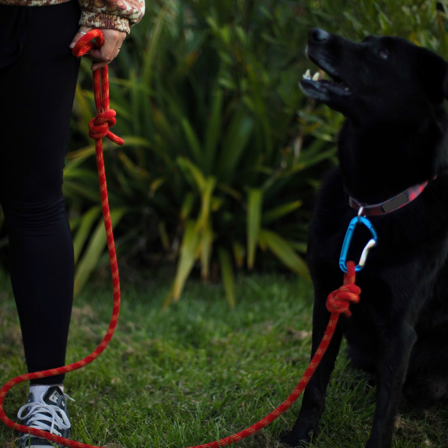 This is Douge, one of our Ratuski models. He is an absolute star, and is the goodest boy. Send us in photos of your pooch with our Ratuski leads to get featured on our page.
#dogs #dogsofinsta #nelsondogs #doggo