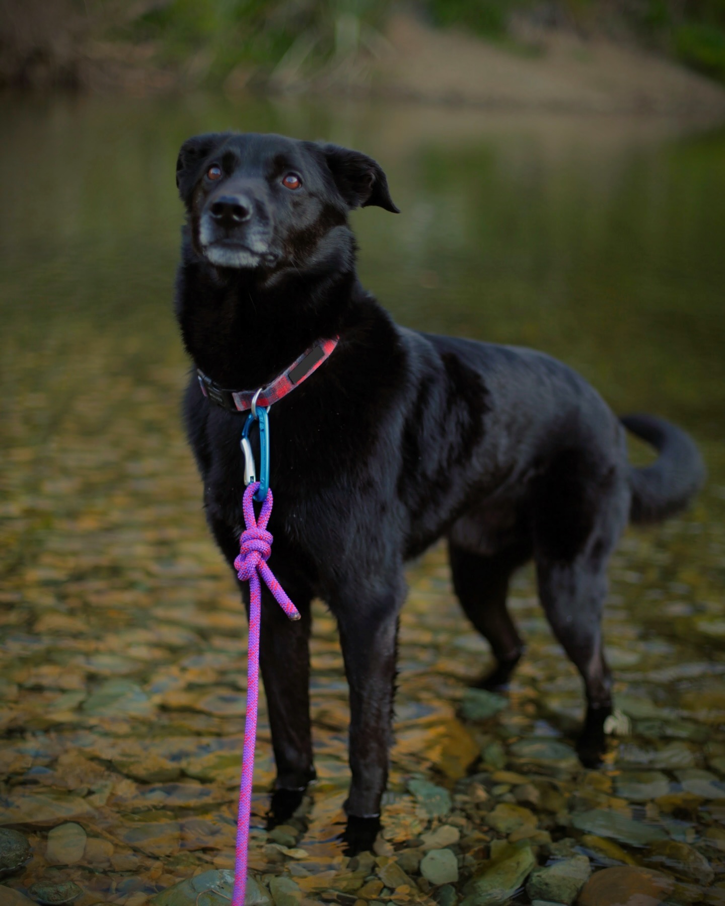 Douge repping our purple lead, get in while stocks last there is only 2 left in a size small !! They are selling like hot cakes. The perfect Christmas gift or a wee Halloween treat for yourself 🎃