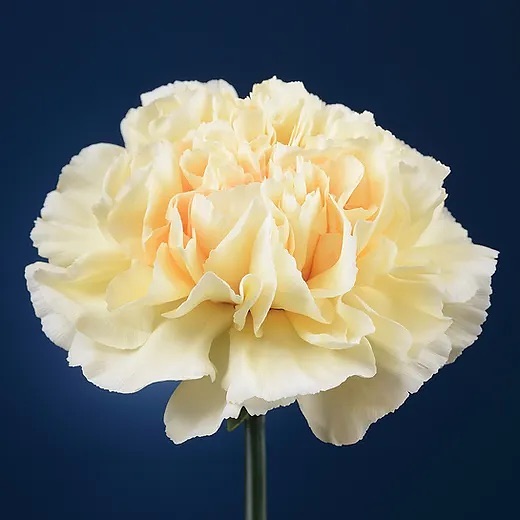 ORION - standard varieties
.
.
.
.
.
.
.
.
#flowers #flower #yellow #white #life #smell #greenhouse #like #life #love #farm