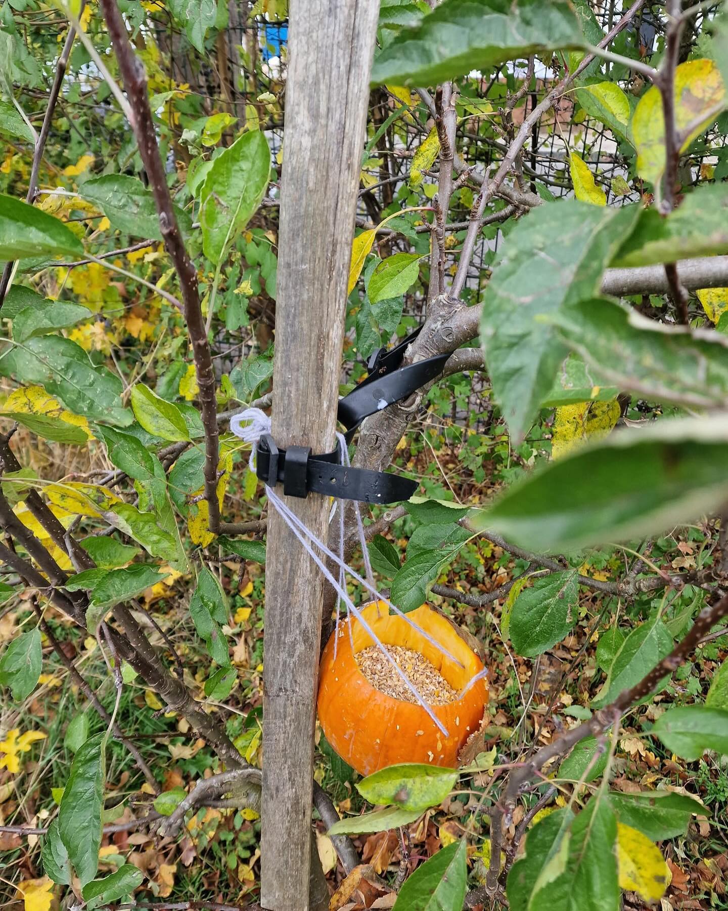 Children had lots of fun at our new Saturday session. We made our own sensory paydough with rose petals, rosemary and mint. We talked about the smell and the shape of the petals and leaves.
We did some painting in nature, which always has a peaceful calming effect. We talked about what we were painting. The children told me the trees are losing their leaves because it’s Autumn, we then discussed evergreen trees and the fact that the roots of the trees grow underground. The roots help the trees to get water and to stand up straight. Painting and chatting is a great way to find out what the children know and to build on to their knowledge.
We made a bird feeder from a pumpkin. The children scrapped out the seeds and we put them to one side for another activity for next week. We decorated the side of the pumpkin with autumn leaves. Then we used the palm drills to make holes in the side of the pumpkin so we could thread string through it to hang it up. We then put the bird seed inside the pumpkin.
Our final activity was to listen to the stone soup story. It was a story about sharing with others. We made our own stone soup and it was delicious 😋 👌 🤣🤣