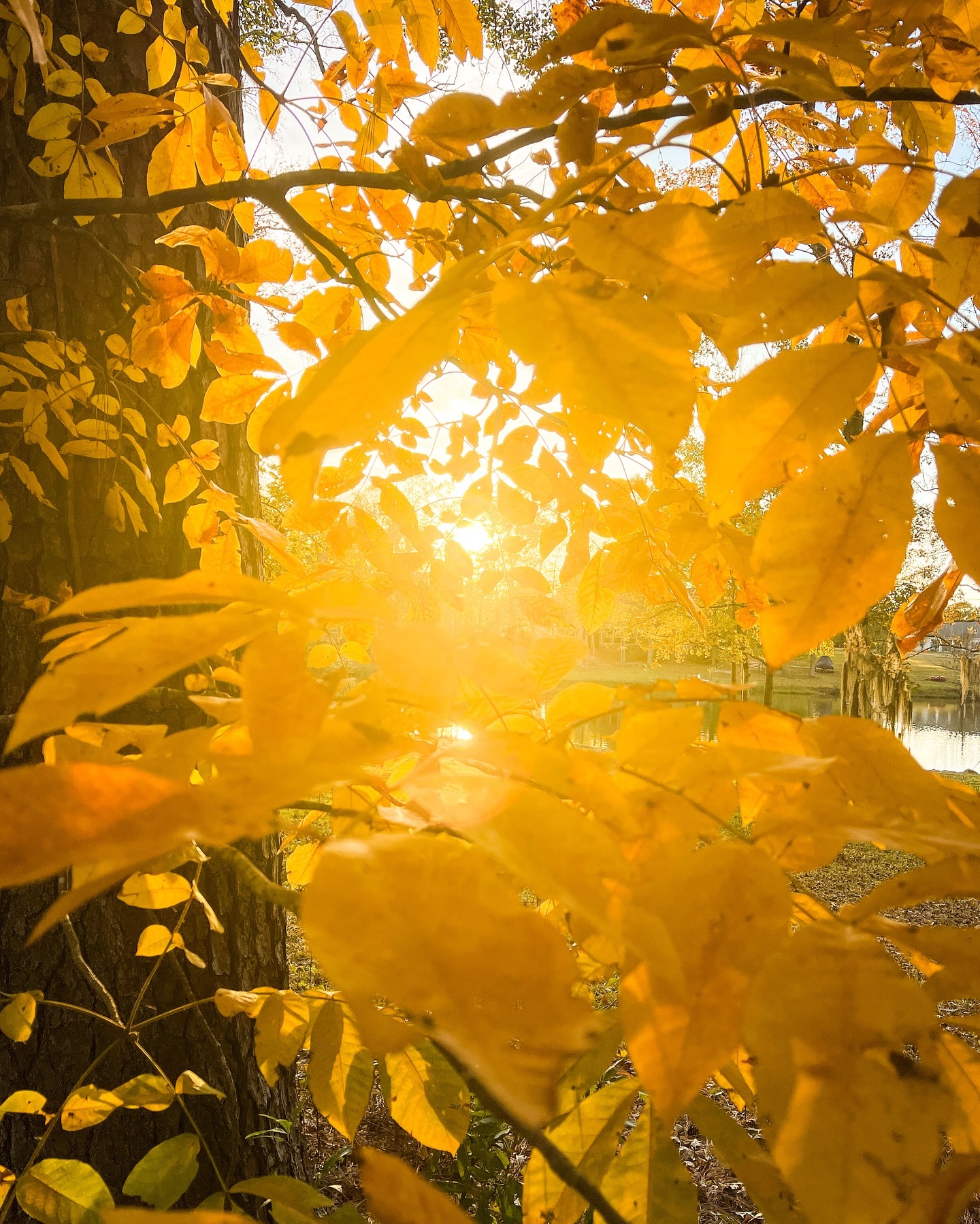 We don't often see much fall color here.ššš