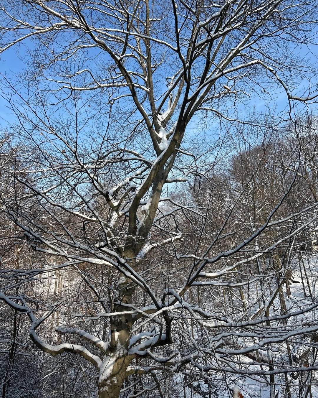 It is now not very often that Toronto becomes a magic snowy wonderland. Enjoying this ❄️ while we have it’ 🙏🏼
Hope you been out for a walk in the snowy woods💚