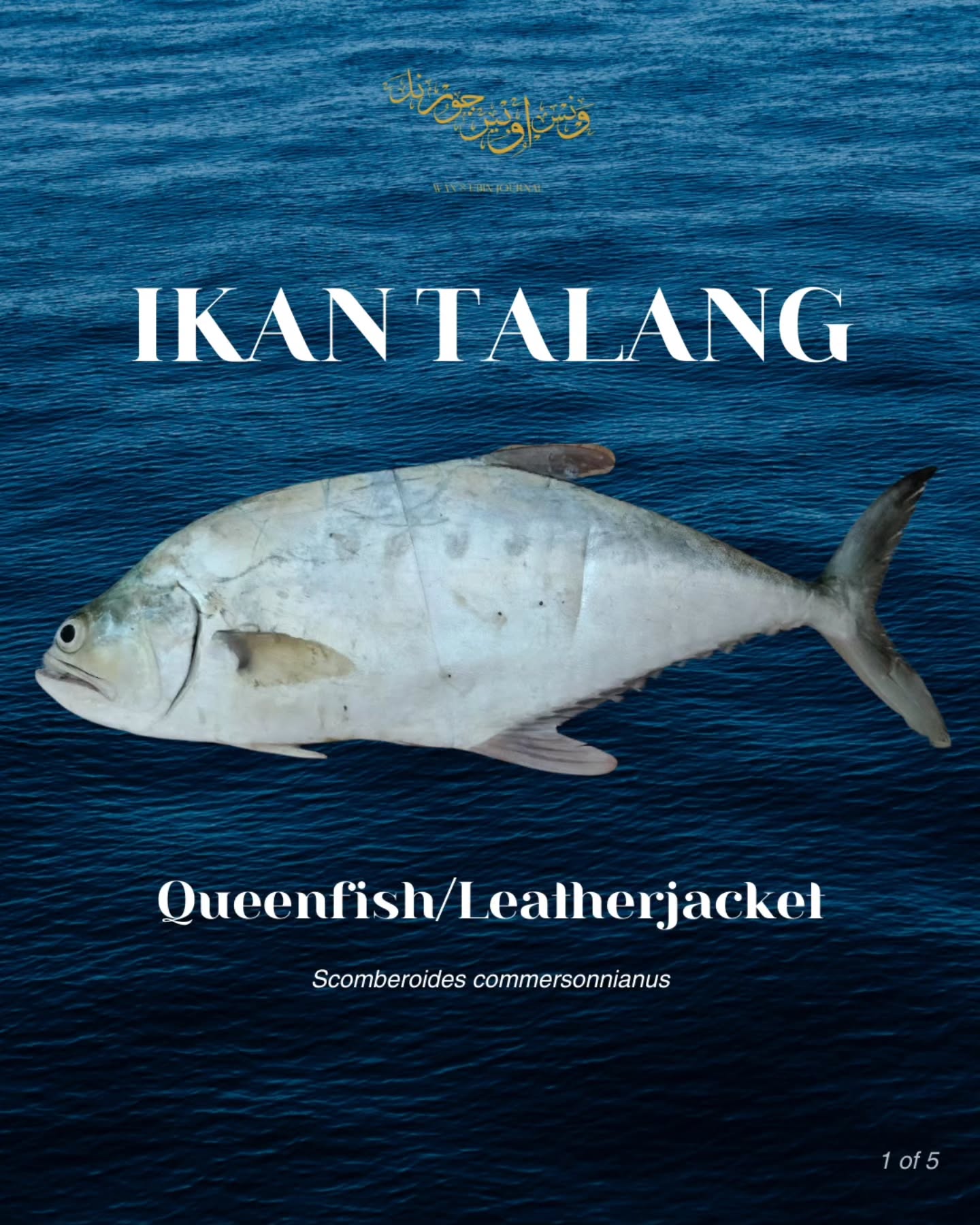 Over the weekend, I saw my mom cutting a fish I have not quite seen before. Turns out it was called Ikan TalangâQueenfish/Leatherjacket, and she spontaneously talked about how this fish was given to my grandfather by Tok Weh when he went fishing. Also, it turns out that you could get 'panau' if you didn't know that you're allergic to it!