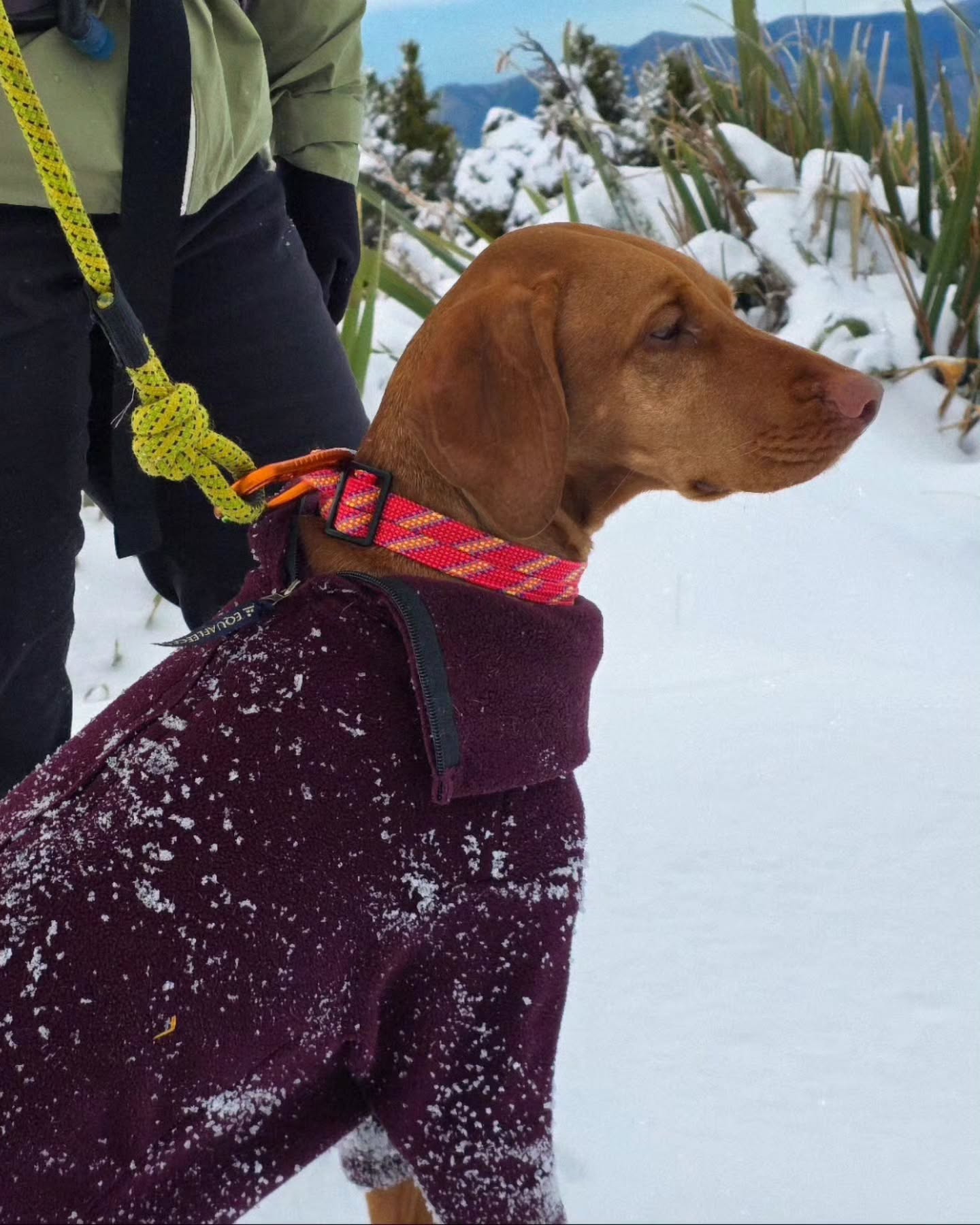 This is what we mean when we say our leads and collars are tough enough for any adventure 🐕 ❄️ 🗻
#adventuredog #nzdog #ratuski