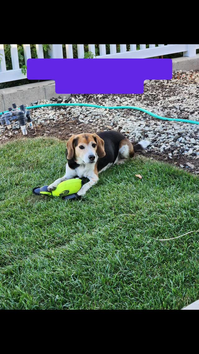 Meet Bucky and Kinny! Over the past few months, their owners have gone on a few trips and regularly booked the Two Visits a Day service. This service includes visiting Bucky and Kinny in the mornings and evenings. During each 1-hour visit, I feed them, let them outside, and play with them. They are so sweet and fun to care for!
Check out our website for more details on my in-home pet sitting and private dog walking services by visiting www.fourpawsandexotics.com. Contact me at (949) 510-3877 or info@fourpawsandexotics.com.#petsitting #orangecountypetsitter #dogwalking #petsitter
