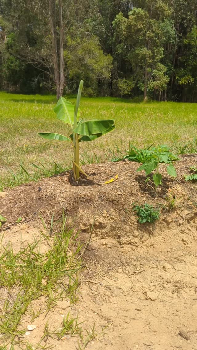 Little swale update @diggersrest_beerwah
All the plants and fruit trees are doing really well!! We even have some small apples growing
At the start of the reel we have the swale from the August paddock to plate and then the 2nd swale from the October P2P.
And we got to watch the honey 🍯 being collected from the hives 👌
#permaculture #veteranshelpingveterans #swale #Beerwah
#dietitianservice #healthyliving #honey #growyourown #rslqld #paddocktoplate