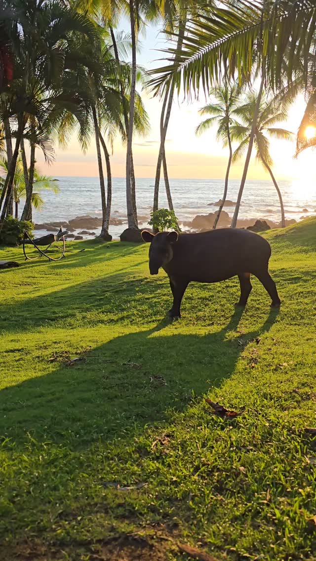 Making your tapir dreams come true in the front yard at @jungla.del.jaguar
#costarica #corcovado #jungladeljaguar #costaricaexperts #costaricatravel #corcovadonationalpark #drakebay #tapirs