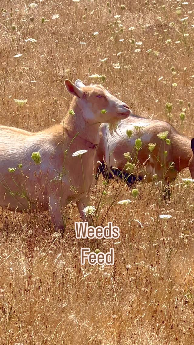 Weeds Feed.
Don’t be so quick to pull out all those weeds. Many animals and crucial insects rely on them for food. For example: If you don’t like rabbits eating your flowers and veggies - stop pulling out the dandelions and clover, which they love. The goats in my reel are snacking on Queens Anne Lace which many of you think is any invasion weed but it is also a host plant for caterpillars, butterflies, bees, and other beneficial insects.
#animalitarian