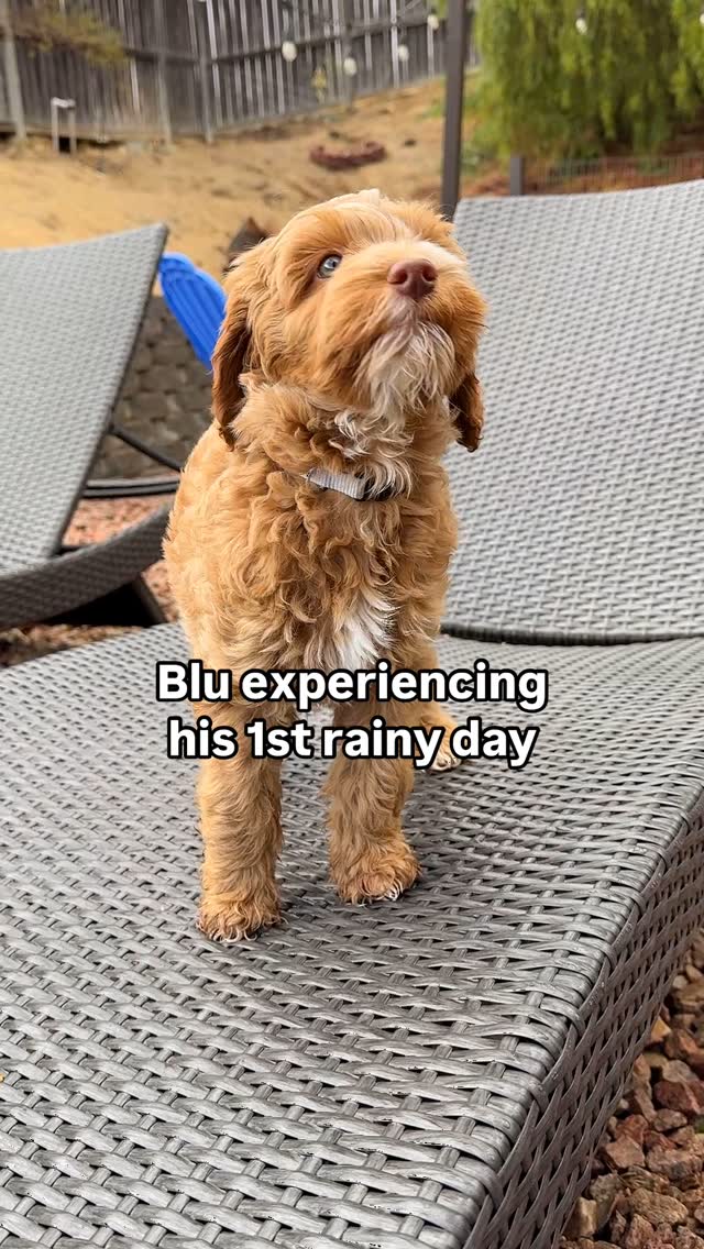 Blu previously Munchkin has just discovered the magic of rain 🌧️
To all of our new puppy families, take advantage of this rainy day to desensitize your new family member to rain and wet grass.
Desensitizing puppies to rain is important for their comfort, adaptability, and long-term behavior. Puppies that are not introduced to rain early may develop fears or aversions to wet conditions, making rainy-day walks, outdoor potty trips, or even simple outings stressful for both the dog and the owner.
By gently exposing them to rain in a positive way—such as with treats, praise, or playful experiences—they learn that rain is a normal part of life and nothing to fear. This desensitization helps them become more confident, adaptable, and well-rounded adult dogs.
Drop a 🌧️ if your pup loves rainy days