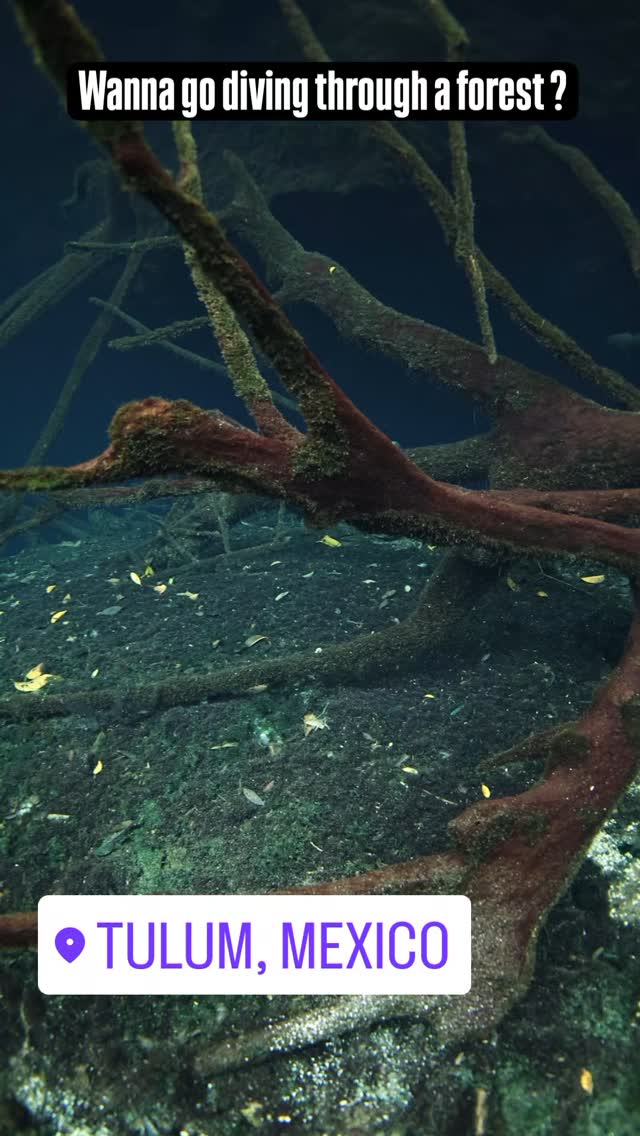 Wanna go diving through a forest before entering the huge cavern zone here at cenote Car Wash? aka Actun Ha.
📸 @franintheblue
#sidemountdiving #tdisdi #tulumdiving #cavediving #padi #sdi #scuba #cavetraining #mexico #caverndiving #cenotediving