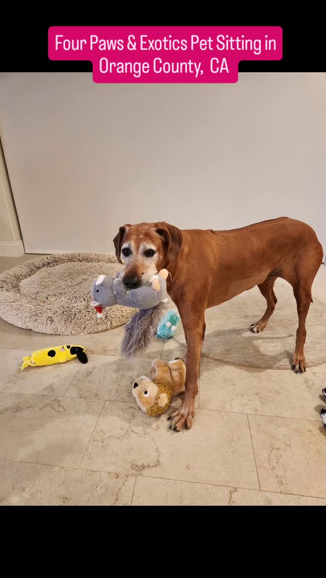 Meet Maggie! Maggie is a 12-year-old Rhodesian Ridgeback with the soul of a puppy. Her owners frequently go out of town and like to book my Midday Visit with Overnight Stay service. This service consists of me visiting Maggie around noon for 1 hour and then coming back in the evening to stay overnight.
Maggie loves to play the "slow chase game" as well as going on walks and being outside.
For more info about the Midday Visit with Overnight Stay service and other pet sitting services, please visit www.fourpawsandexotics.com. I can also be reached at (949) 510-3877 or info@fourpawsandexotics.com.
#petsitting #dogwalking #ocpetsitter #ocdogwalker