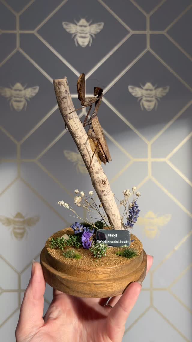 Beautiful Mabel Pet Mantis Commission (We need a mantis emoji)
All info is linked in our bio!
#deadthings #taxidermy #homedecor #entomologyart #bugs #taxidermyart #nature #vultureculture #smallbusiness #insects #naturalhistory #insect #entomology #macarbe #vulturecultureart #natureart #mantis