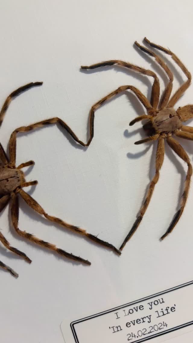 🕷🖤 Spider Love 🖤🕷
This customer asked me to create this frame off an inspo photo for their partner. Turns out huntsman spiders can create the perfect heart with their legs!
Perfect way to say I love you if you ask me. More available soon on the website 🥰
Credit for inspo picture: @circusfr0wn 💕
#insects #entomologyforsale #taxidermyforsale #natureart #taxidermyart #smallbusiness #framedart #taxidermy #entomology #bugs #naturalhistory #entomologyart #homedecor #vulturecultureart #macarbe #vultureculture #insect #deadthings #nature #arachnid #gothichomedecor #witchydecor #ethicaltaxidermy #taxidermyartist #odditiesandcuriosities
