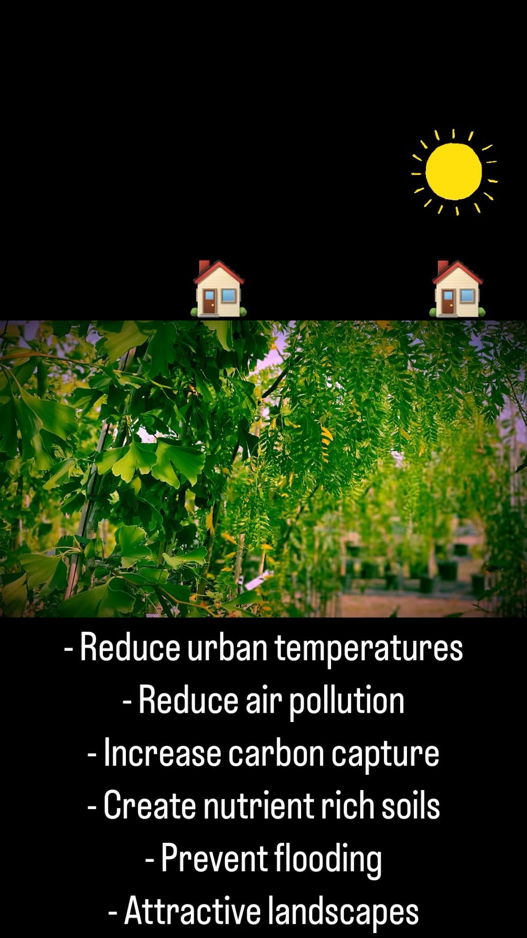 Recent drought and excessive temperatures across the UK has demonstrated the need to keep planting trees. There is a huge selection of different species, suited to our climate that can benefit our lives and spaces. Come book a visit @treescape_nursery
#treeplanting #woodland #landscaping #landscapedesign #tree #gardeninspiration #shadeplants #lincolnshire #sustainableliving