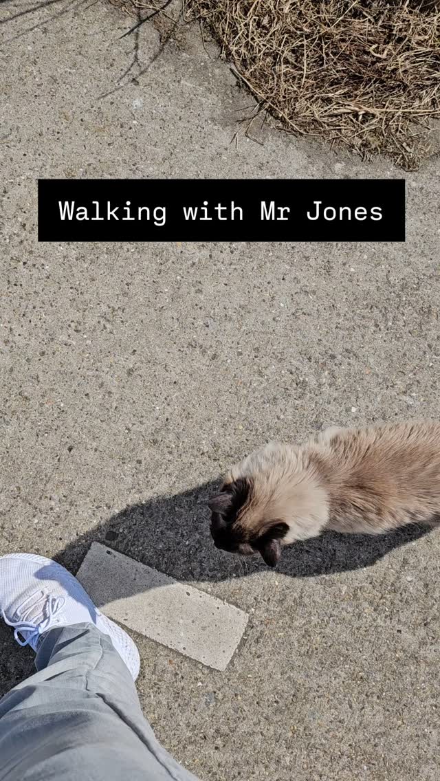 I walk my cat, because I can. ๐ #ragdoll #mrjones #walk #outside #sunny #breaktime