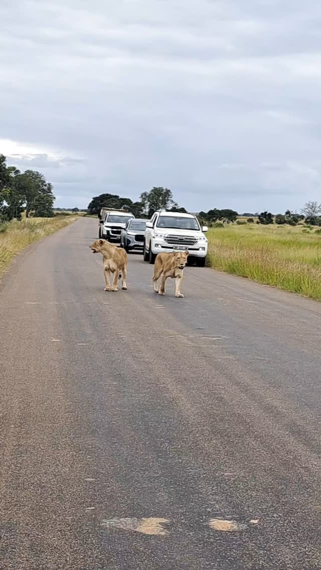 Awesomeness on safari 🦁🐾
Follow:👇
@kedibone_safaris
#lions #bigcats #big5 #malelion #krugersafari #naturewildlifephotography #specialmoments #kedibonesafarifamily #krugernationalpark
#bestsafaribyfar #gamedrives #wildlife #wildlifephotography #wildlifelovers #nature #natgeowild #besttimeever #wildographydudette #safariphoto #phalaborwaco #Africa #southafrica #girlpower #wedotourism #ilovesouthafrica
@krugernationalpark @phalaborwa.co.za @renataewaldwildlifephotography @meetsouthafrica
