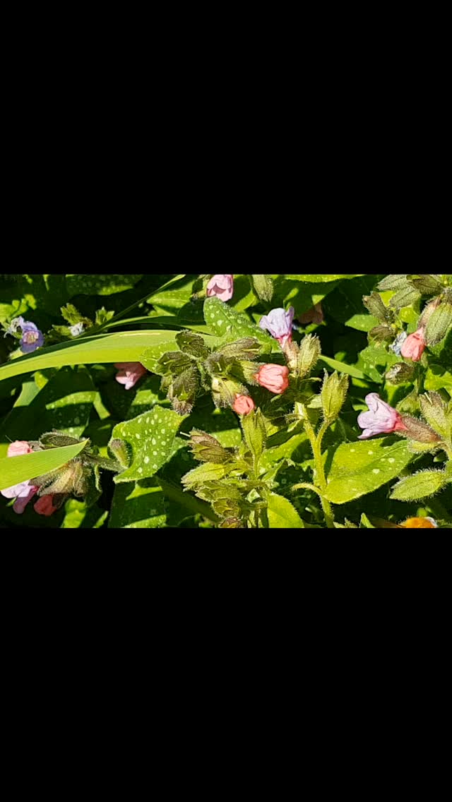 Little things we stop to notice that make us smile.
#beesofinstagram
#buzzing
#busybee
#fluffybum
#gatheringpollen
#belper