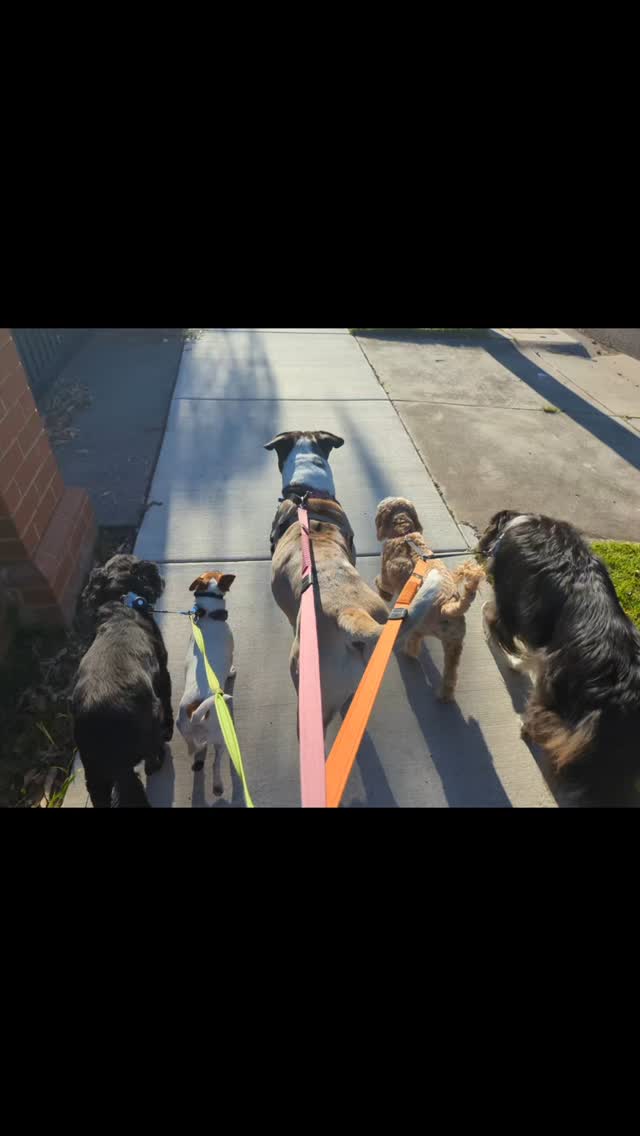 Bella, Laila, MooMoo, Archie and Sunny ๐ชฟ๐ชฟ๐ชฟ