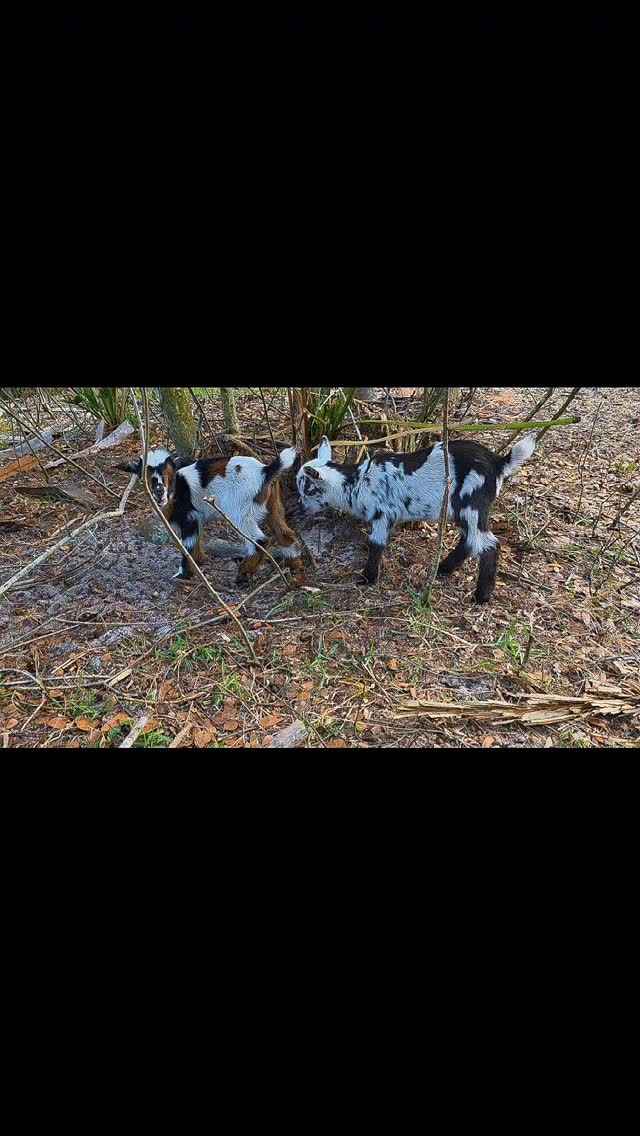Not all therapy should be behind walls.#infinitehollow #animaltherapy #autism #adhd #goatsense #iepadvocate #goatbot #socialemotionallearning #funny #goat
