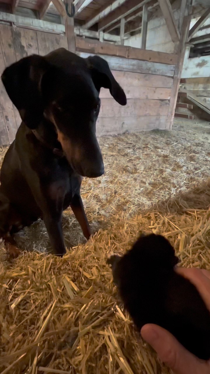 I made this reel last week and today seemed fitting to post it. One thing is for certain - this dog has every one of us firmly wrapped around his paw. 🖤🤎
Here’s another day in the life of Quill and his very important farm work. Clearly time for a new blanket with all the holes he’s chewed in it (and because @thiessenjagger’s faithful daily tuck-in before leaving for work won’t be stopping anytime soon).
Have a great Sunday, friends ☀️
#doberman #dobermanpinscher #kittens #babychicks #dobermansofinstagram #kittensofinstagram #farm #farmlife #farmdog #farmanimals #farmtwo53 #babyanimals #chicken