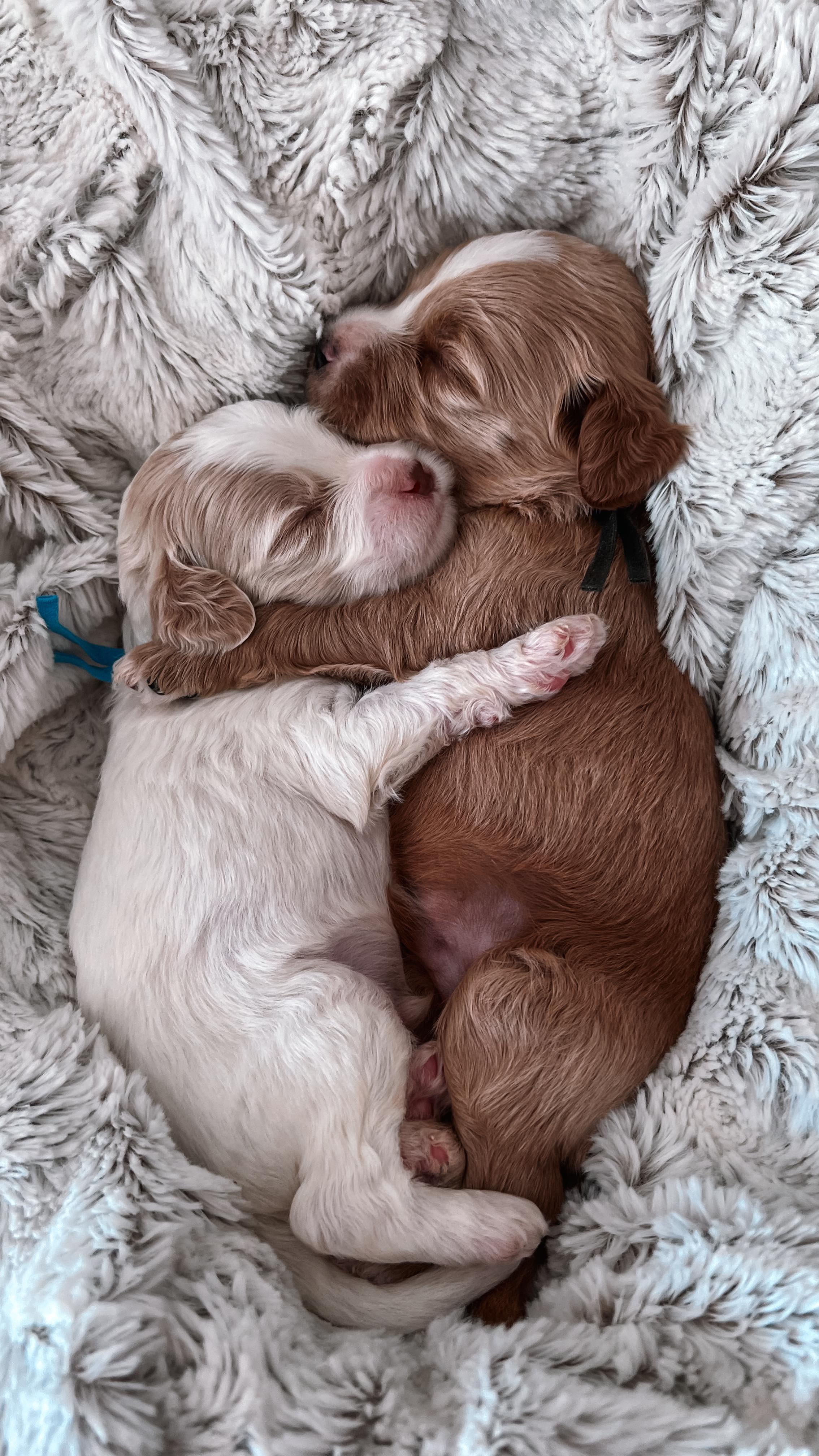 Without question 🤎
Being right next to you will always be my favorite place to be 🐾🐾
.
.
.
.
.
#goldendoodle #goldendoodlepuppies #minigoldendoodle #puppysnuggles